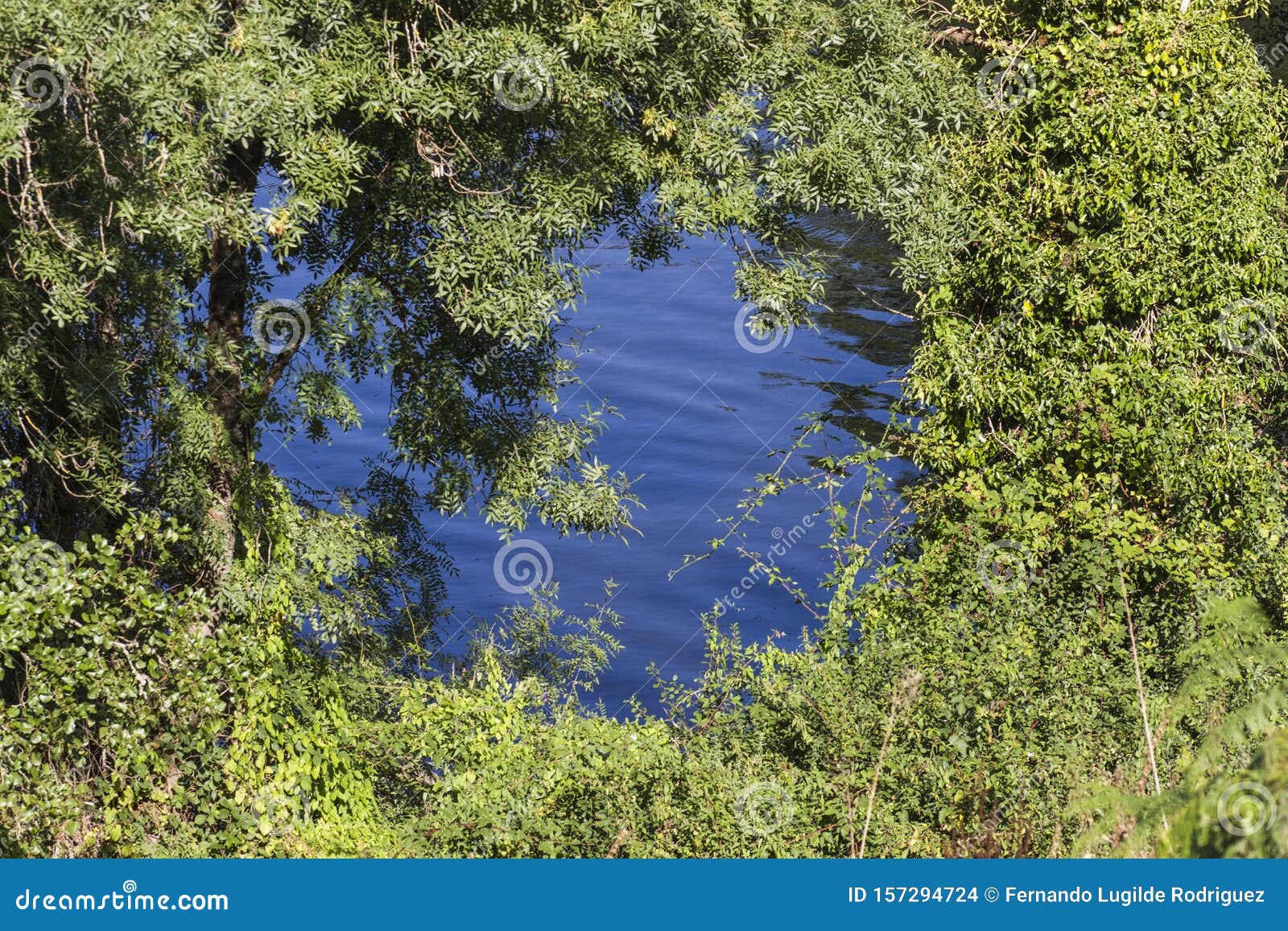 The Water of the River among the Trees Stock Photo Image of walk, green 157294724