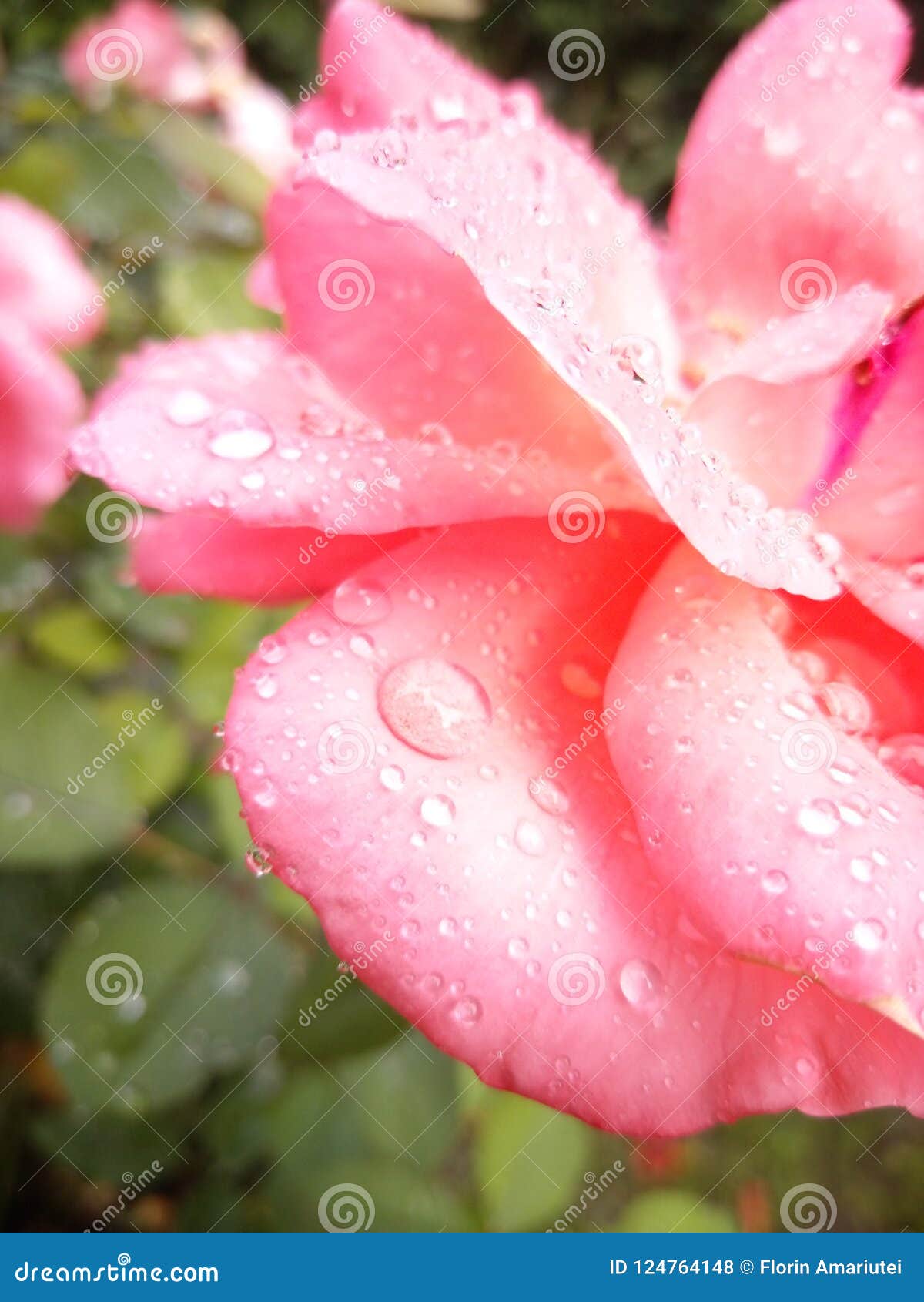 Water on rose stock photo. Image of beaty, rose, petal 124764148