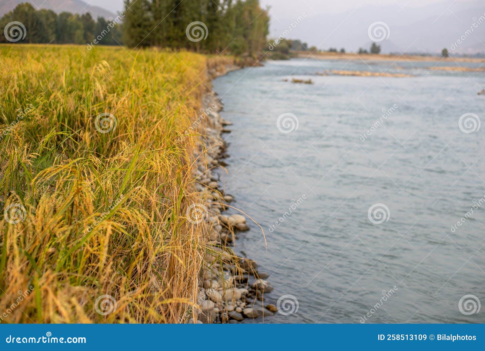 Water Runoff On The Rice Fields And Soil Erosion Alone The River Bank