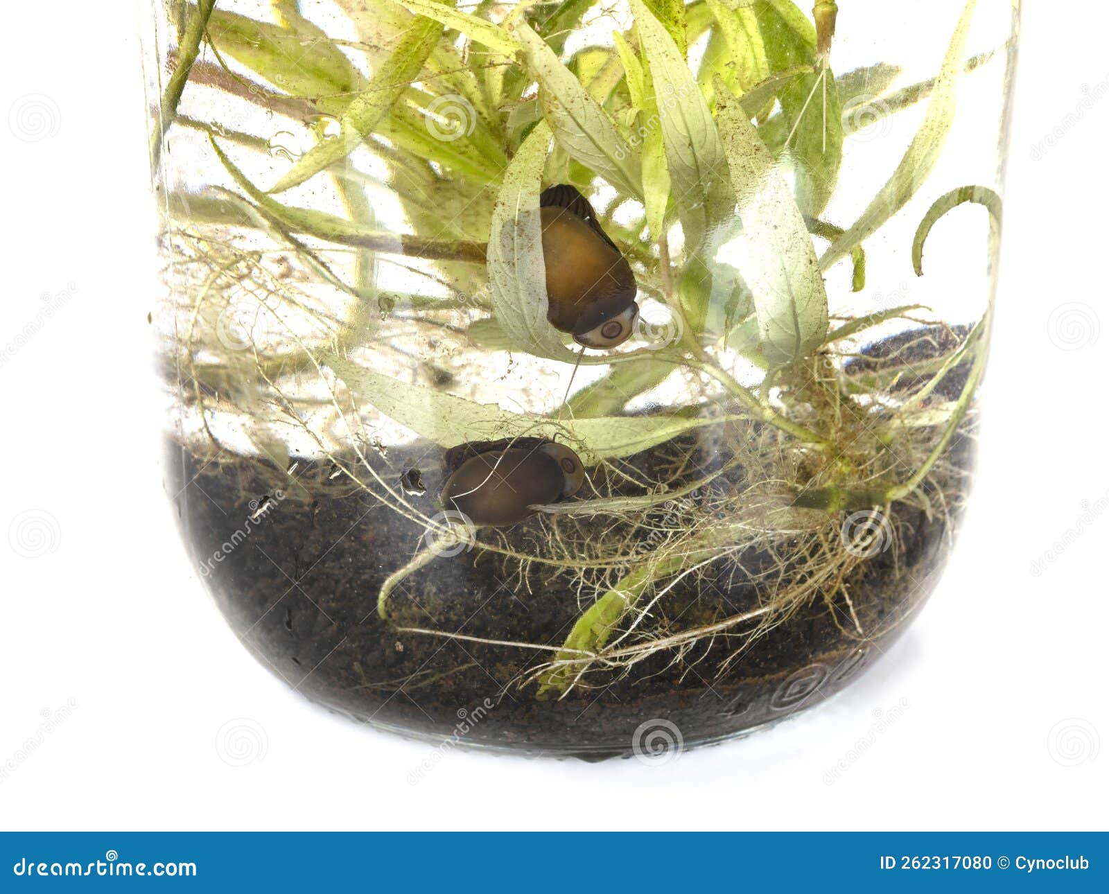 Water snail in bowl stock photo. Image of studio, plant 262317080