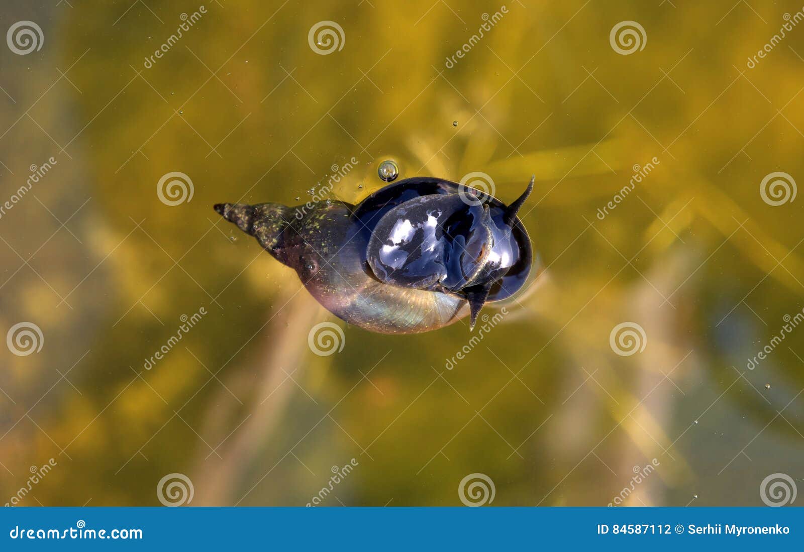 Water snail in the pond stock photo. Image of closeup 84587112