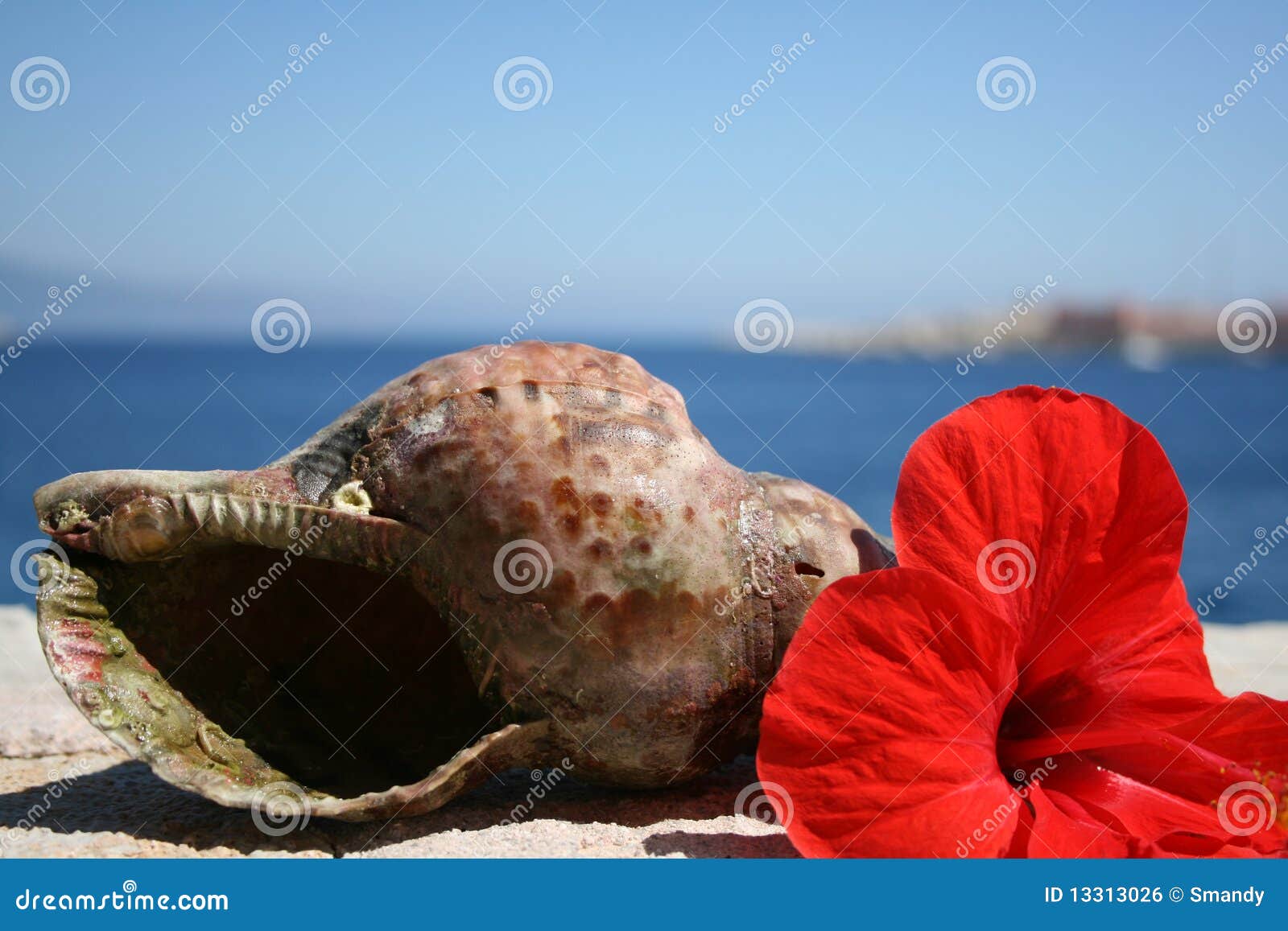 Water Snail Shell and Red Hibiscus Flower Greece Stock Photo Image of