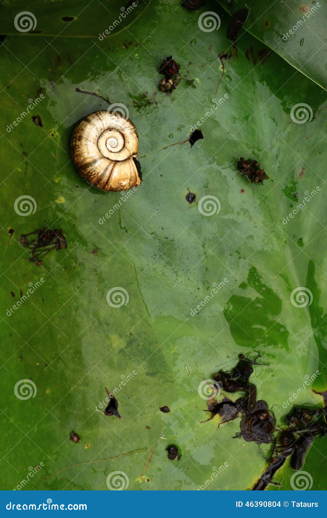 Water snail on waterlily stock photo. Image of water 46390804