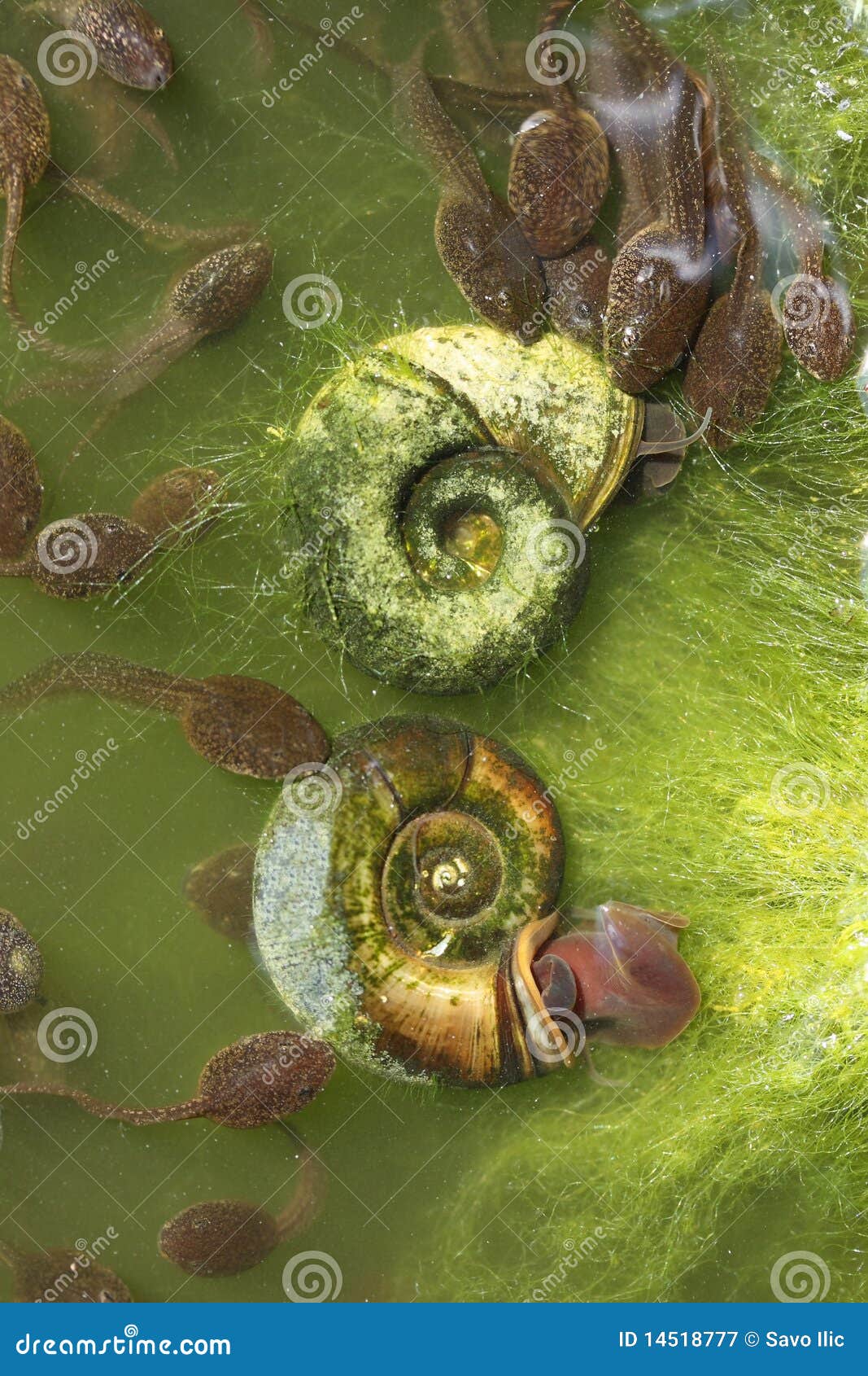 Water snails stock image. Image of frog, babies, together 14518777