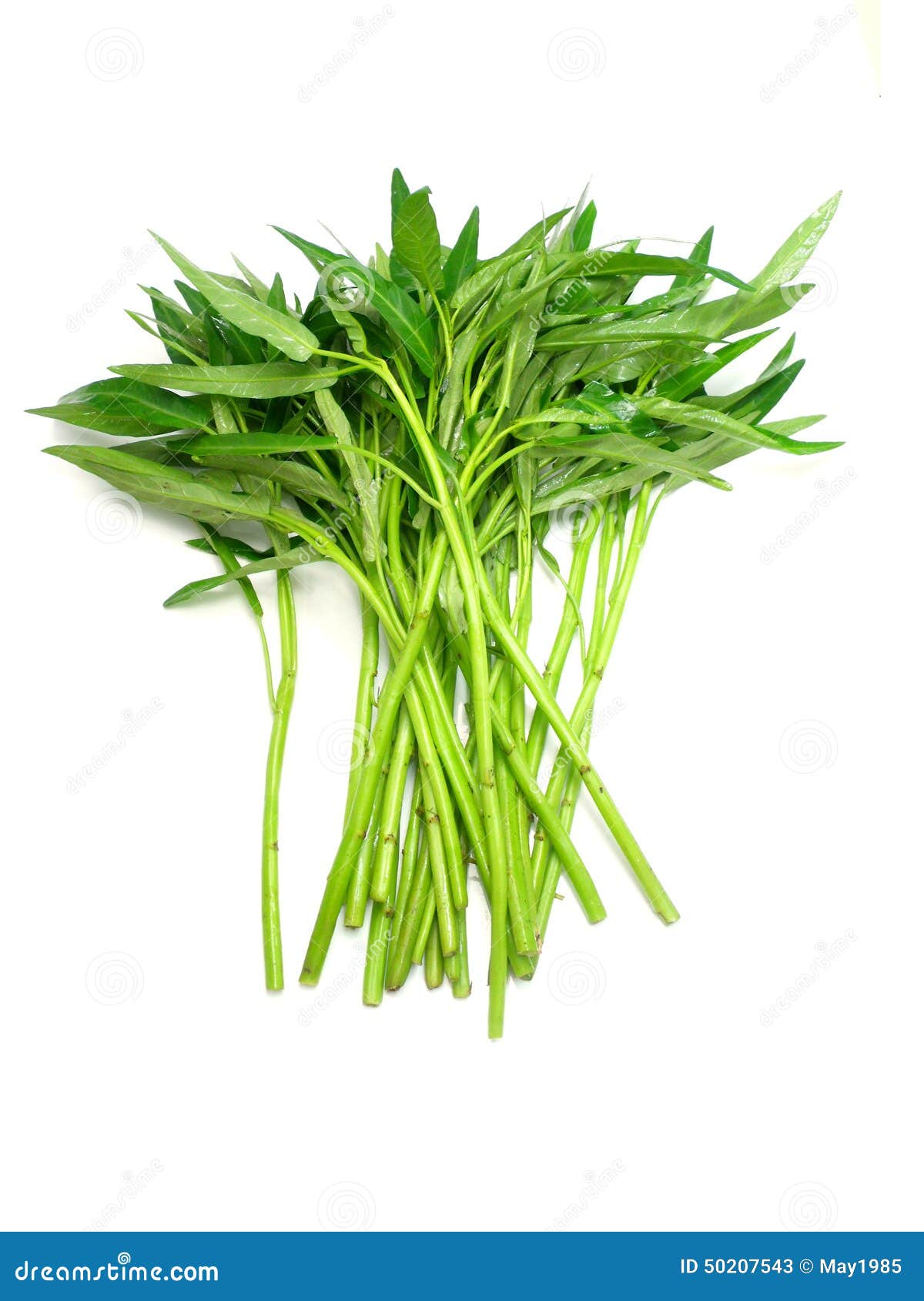 Water spinach stock image. Image of water, edible, asian 50207543