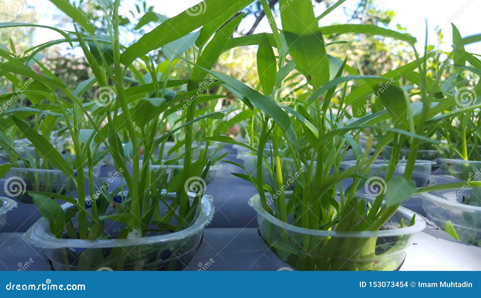 Water Spinach Plants with Hydroponic Systems Stock Photo Image of