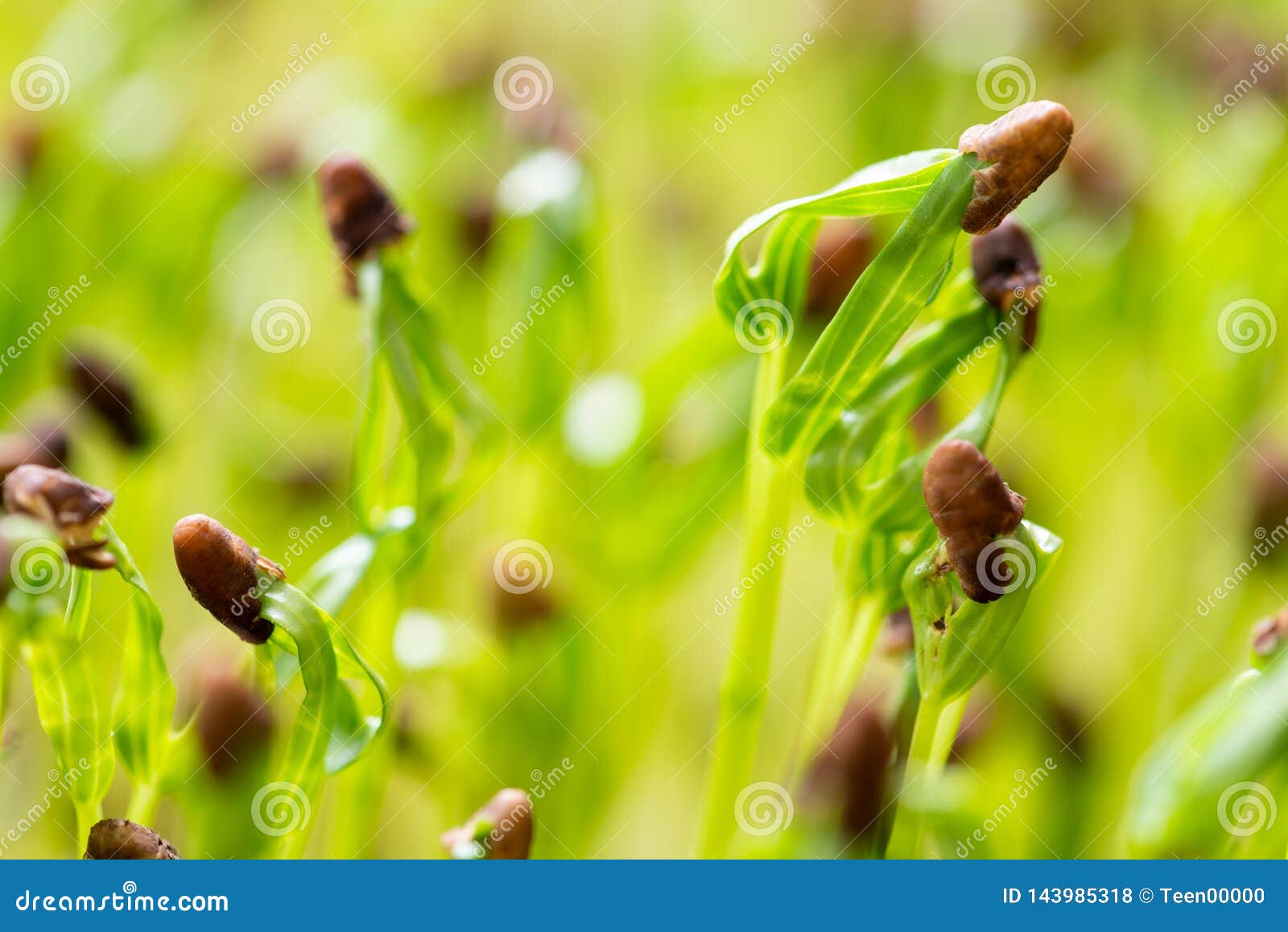 Water Spinach Sprouts and Germination of Spinach Stock Photo Image of
