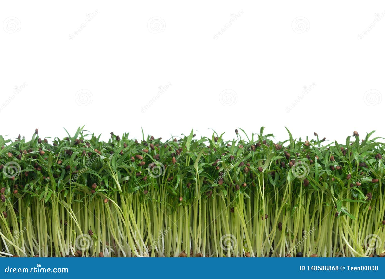 Water Spinach Sprouts and Germination of Spinach Stock Photo Image of