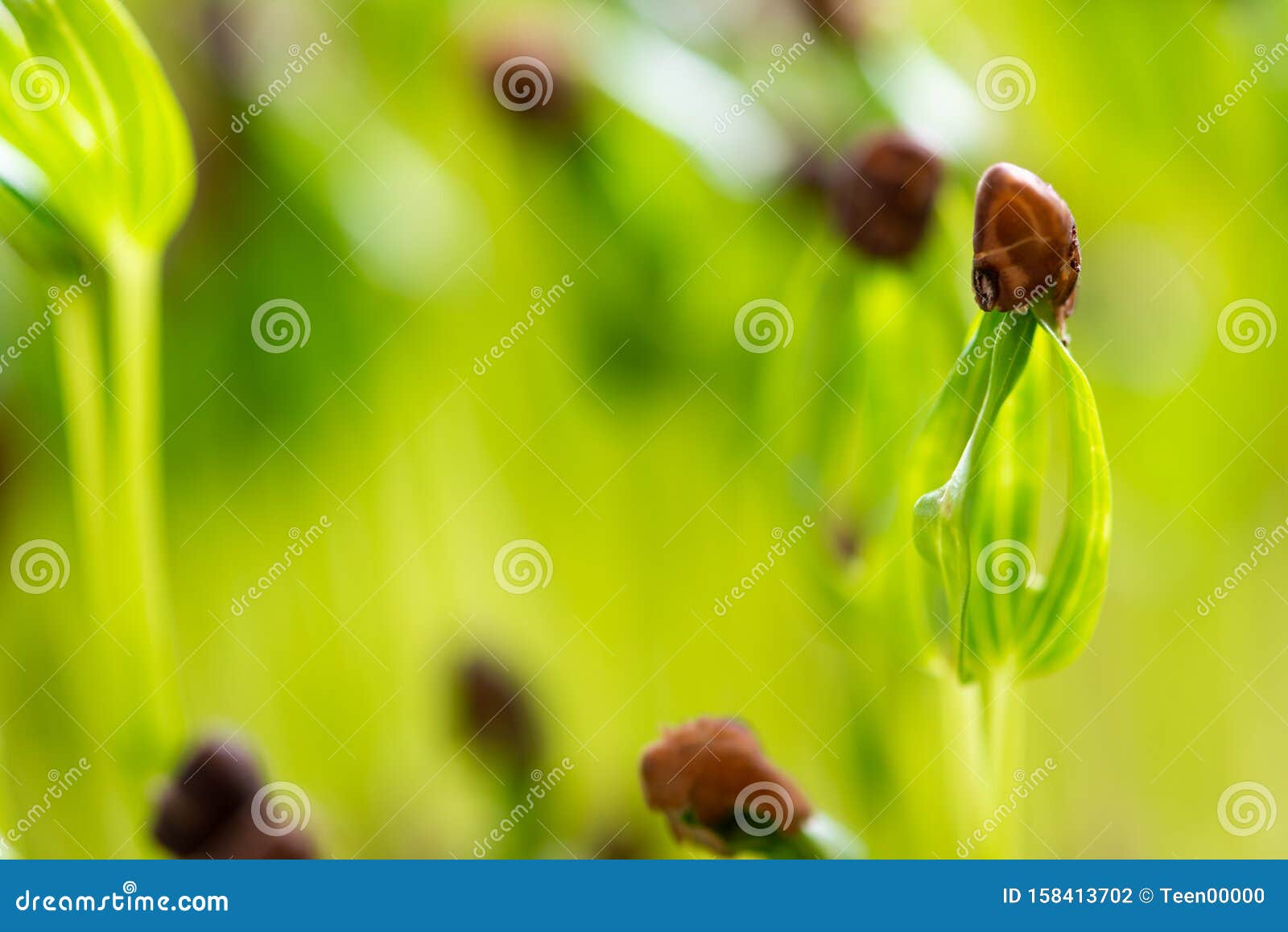 Water Spinach Sprouts and Germination of Spinach Stock Photo Image of