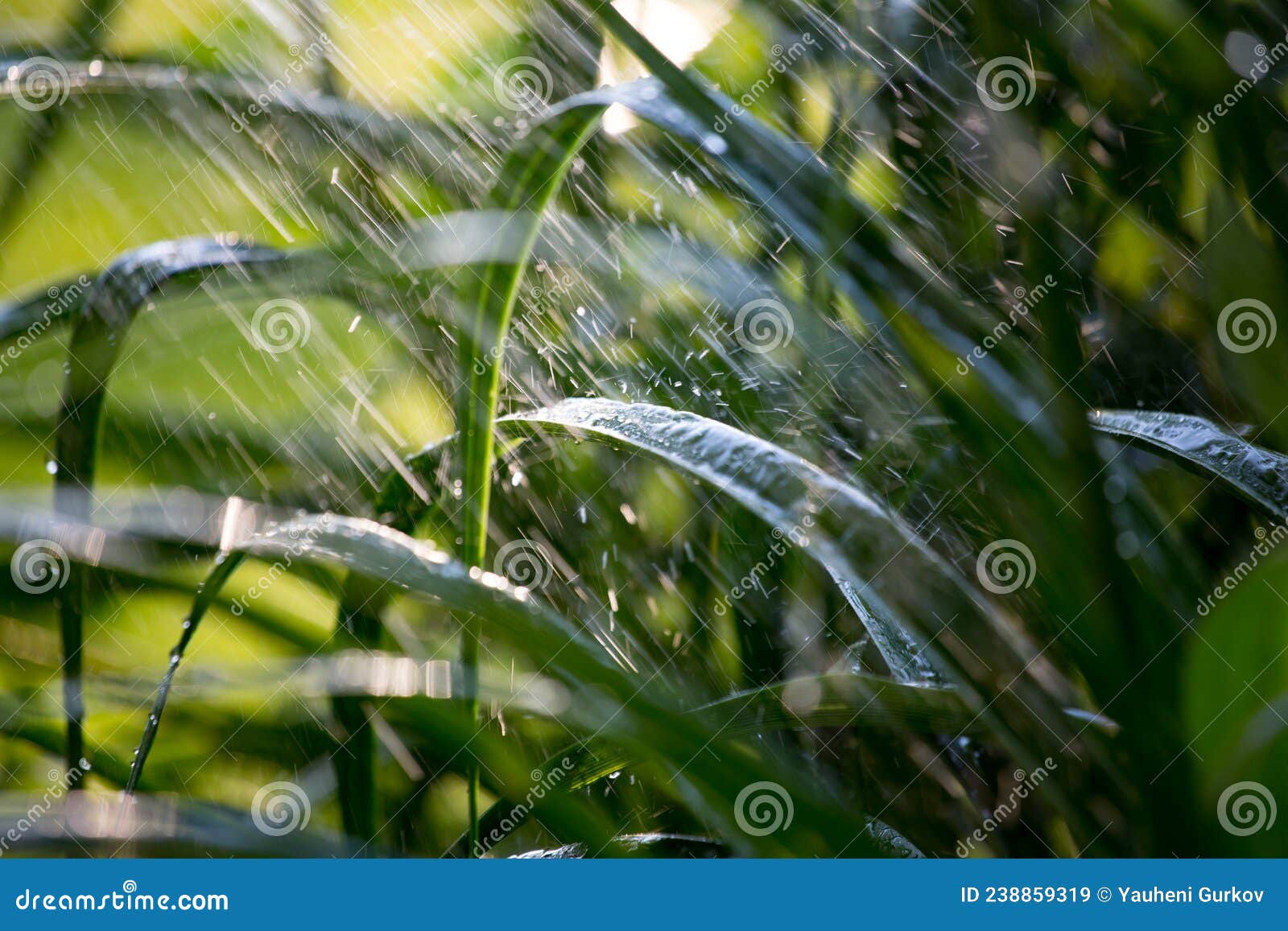 Water Spray Falling on Green Grass Leaves Stock Image Image of