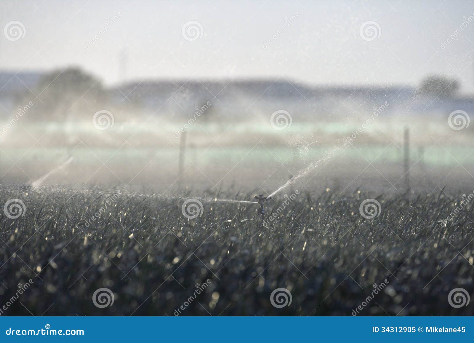 Water sprinklers on crops stock image. Image of vegtable 34312905