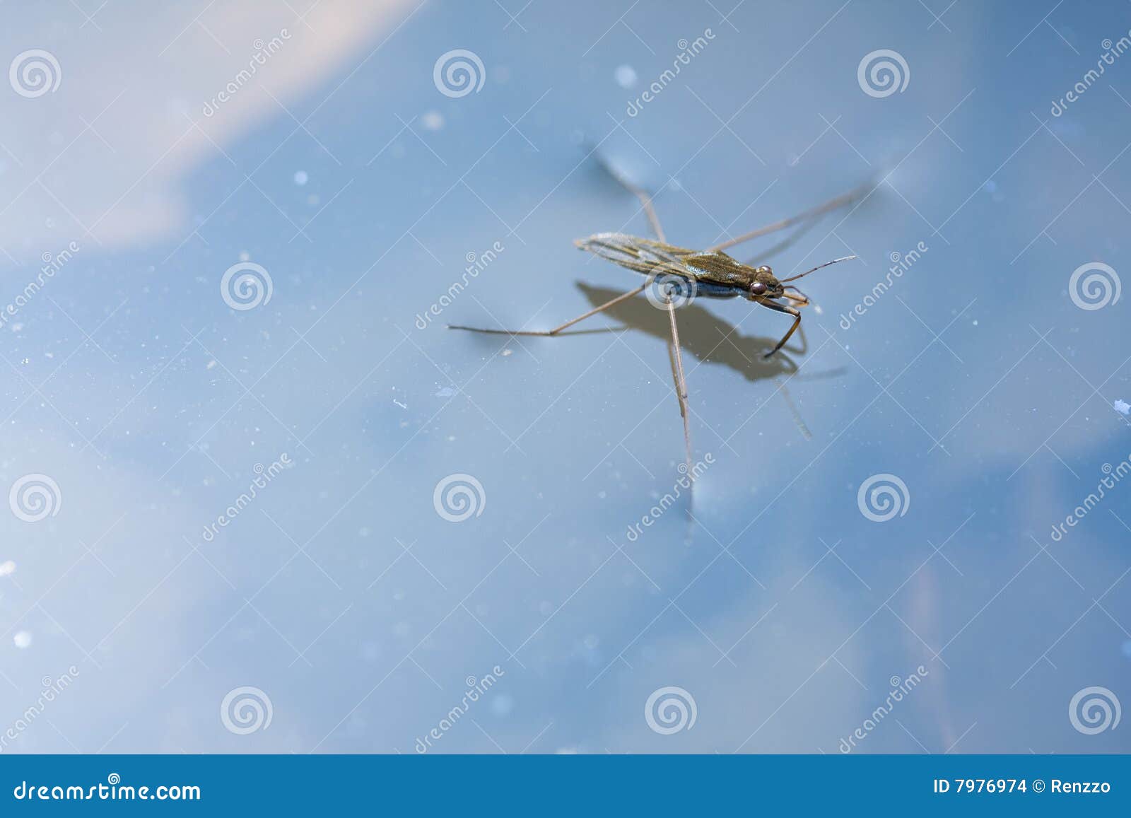 Water Strider / Skipper On The Surface Tension On Water. Gerridae