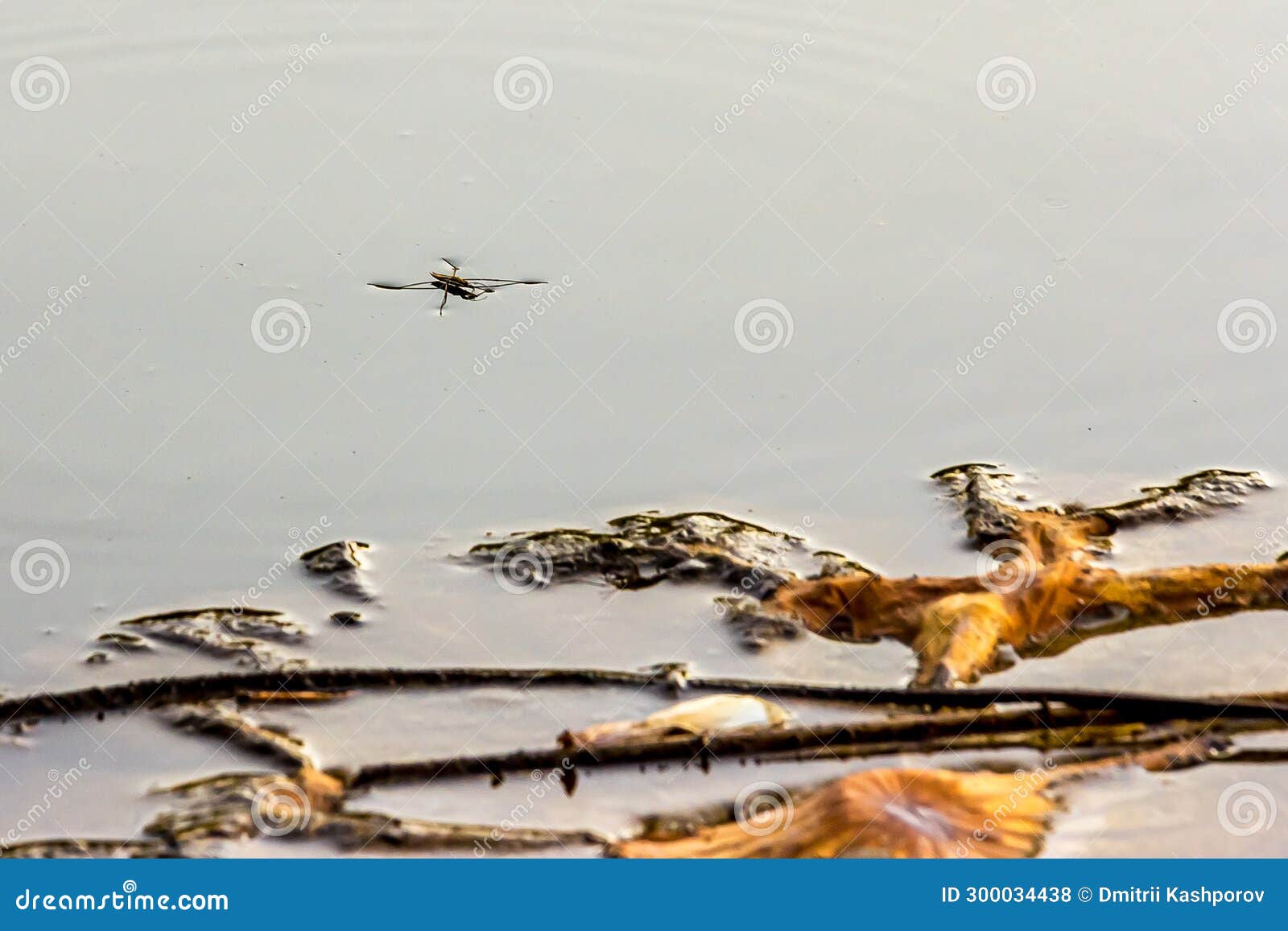 water strider on the surface of the water