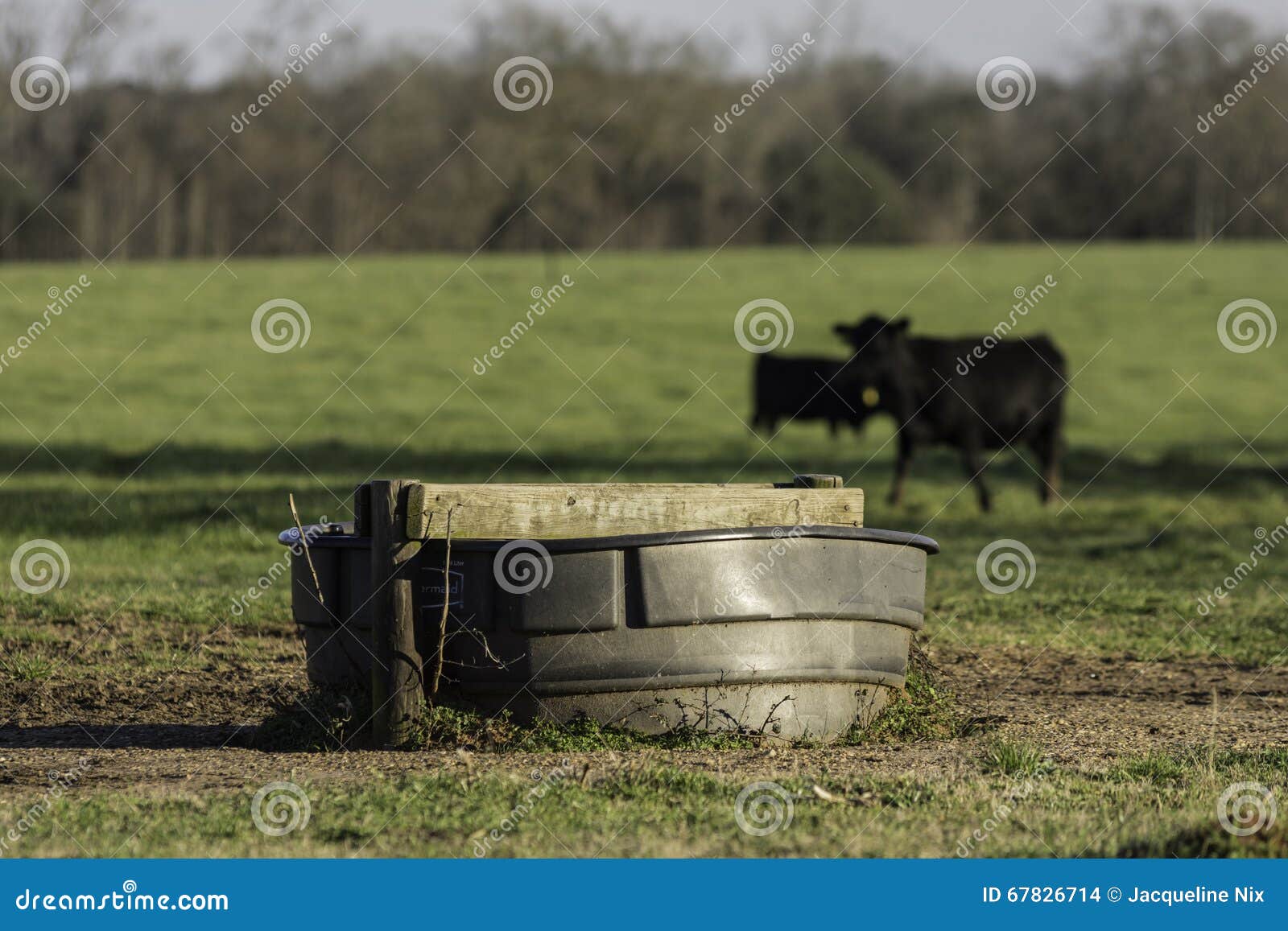 Water Tank with Cattle in Background Stock Photo Image of husbandry