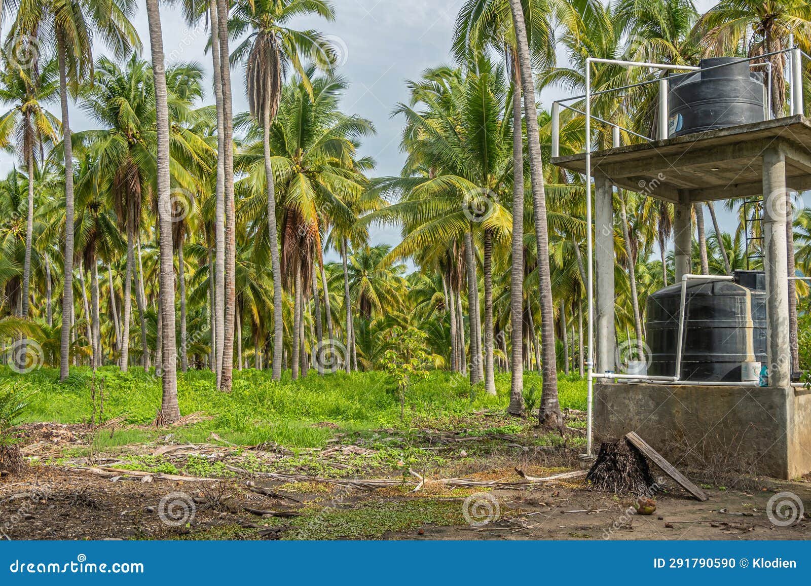 water tanks and palm tree plantation, parque ecoturÃÂ­stico. zihuatanejo, mexico