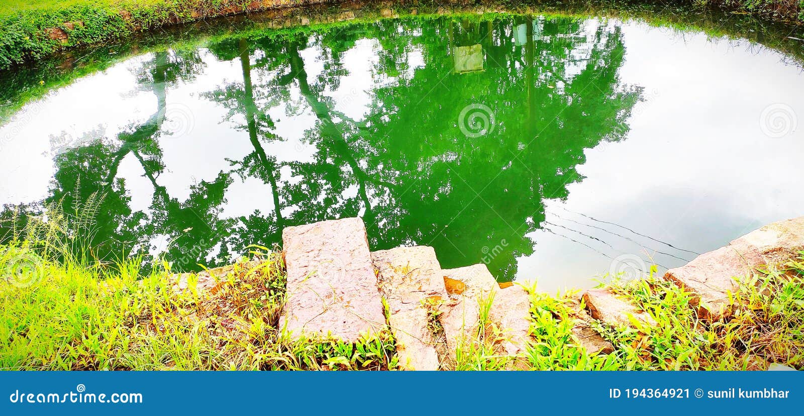 Water and Tree Quotes Picture Stock Image Image of water, pitcrs