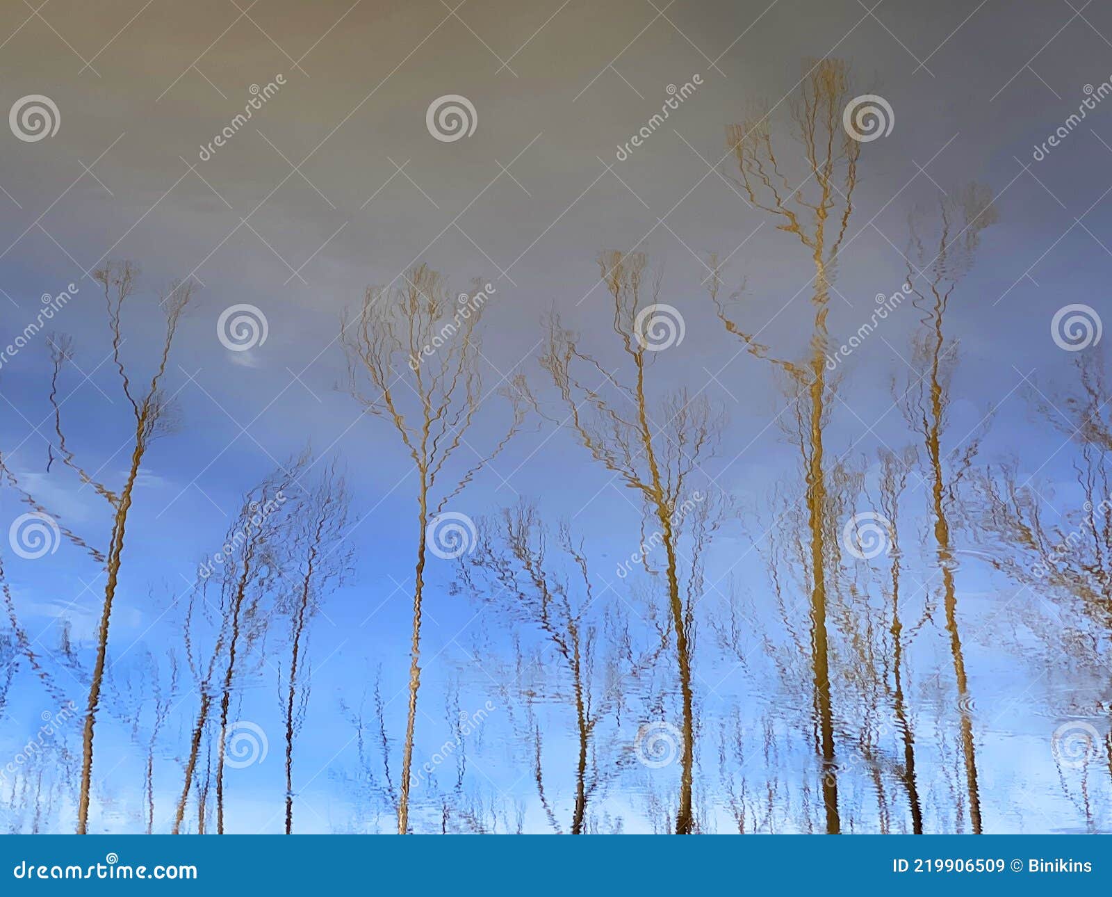 Water Tree Reflection stock image. Image of lake, forest 219906509