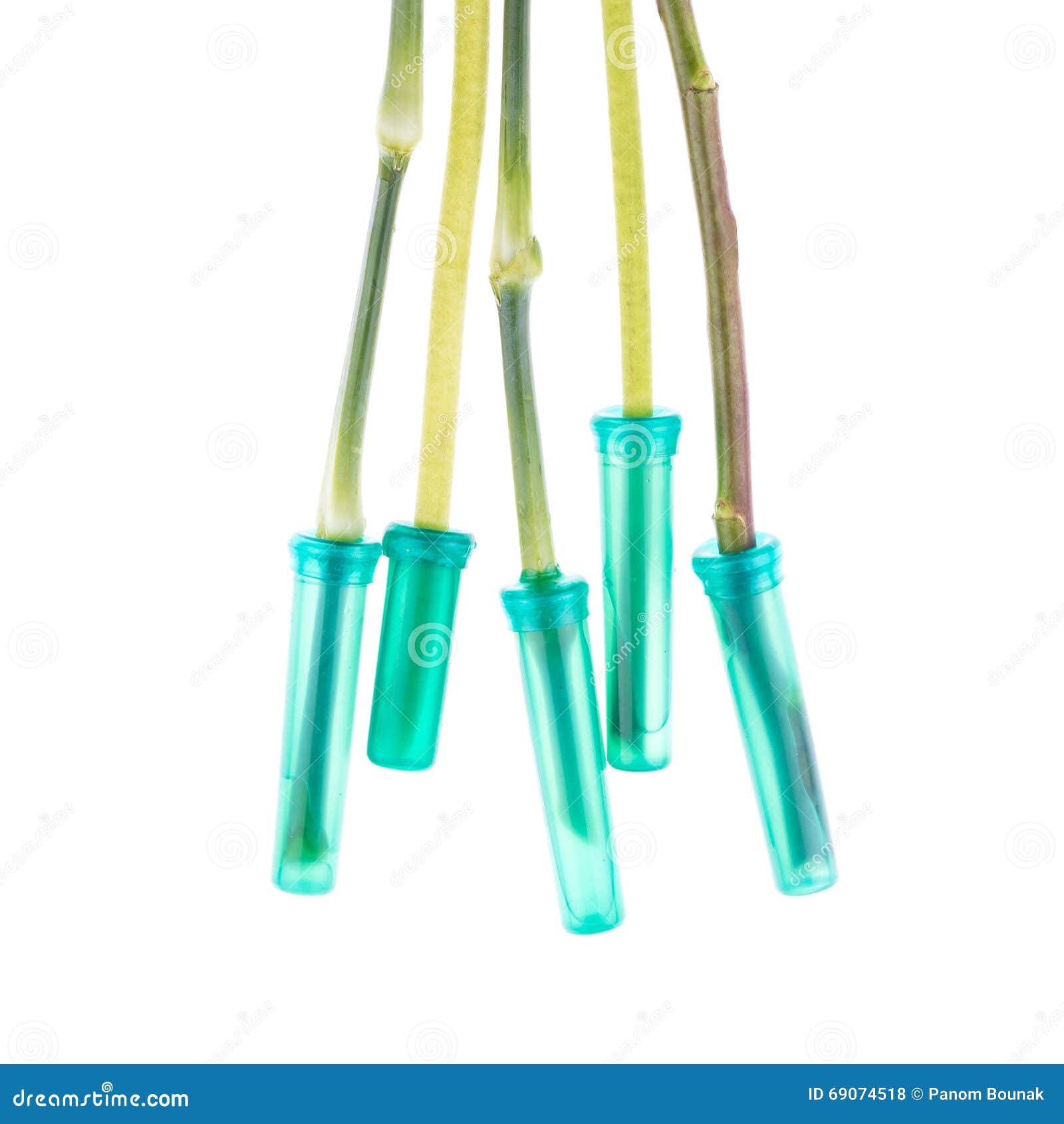 Water Tube for Fresh Flower Stock Photo Image of white, equipment