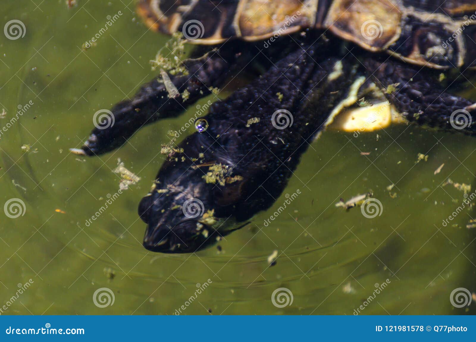 Water Turtle in a Dirty Pond in a City Park, Wild Animal Living Stock ...