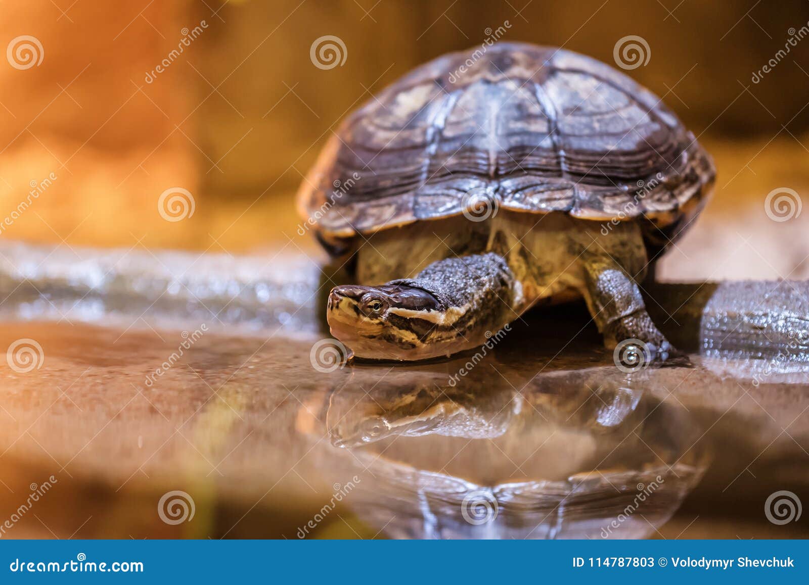 Water turtle terrapin stock image. Image of chelonian 114787803