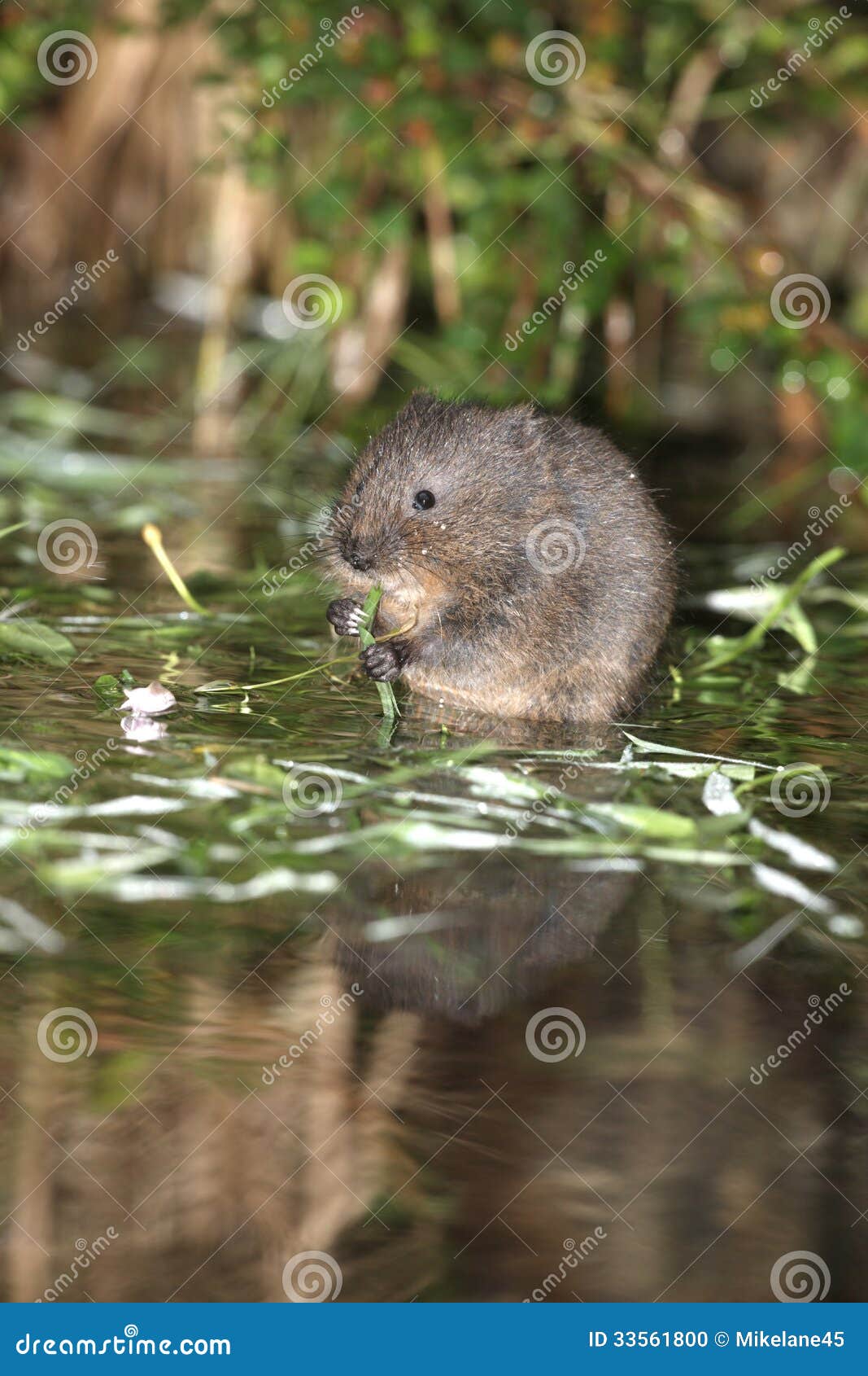 Water Vole, Arvicola Terrestris Stock Photo Image of british, pond