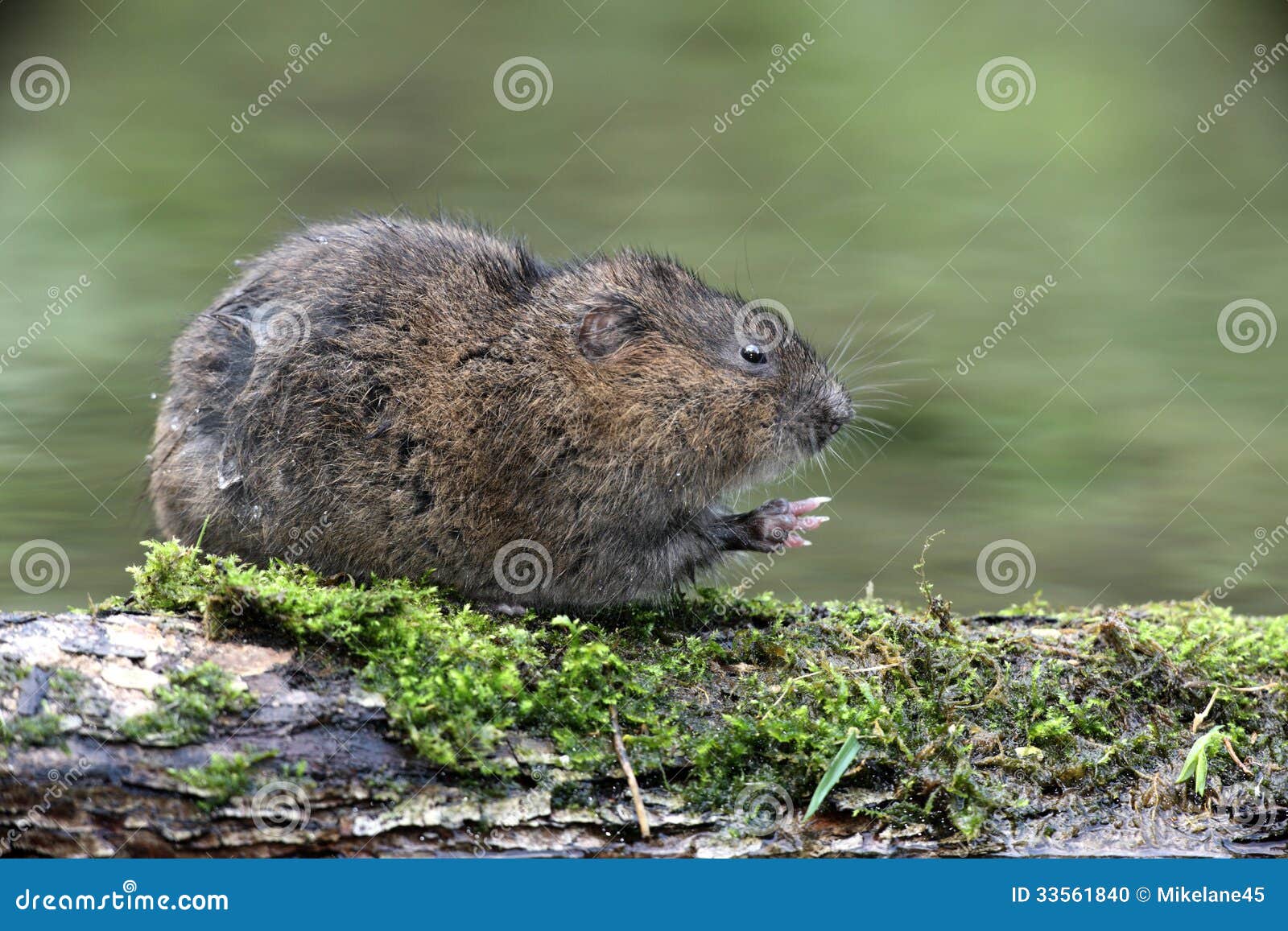 Water Vole, Arvicola Terrestris Stock Photo Image of arvicola, pond