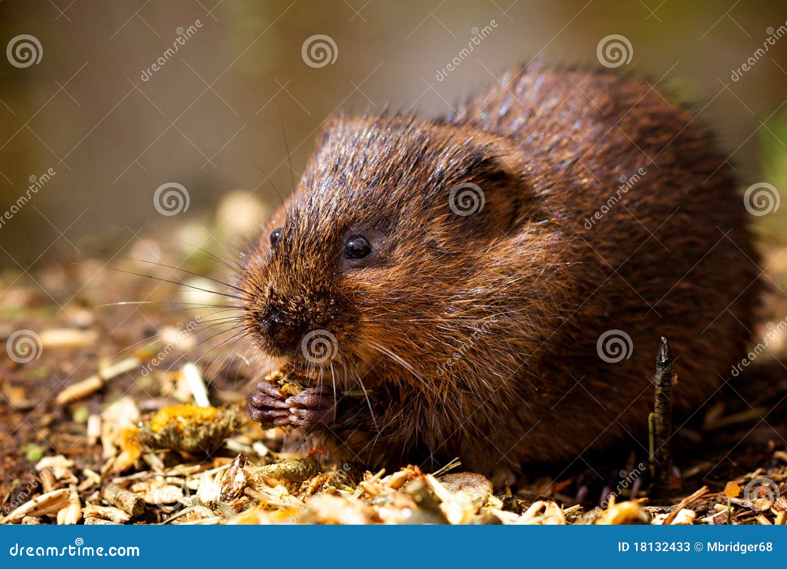 a water vole on a bank