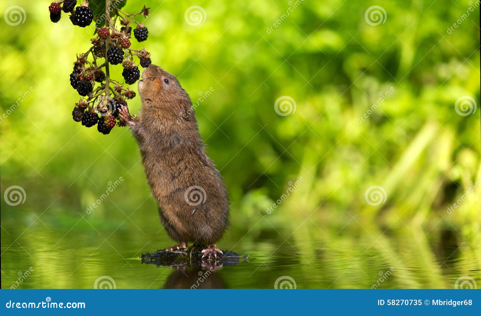 water vole blackberry picking