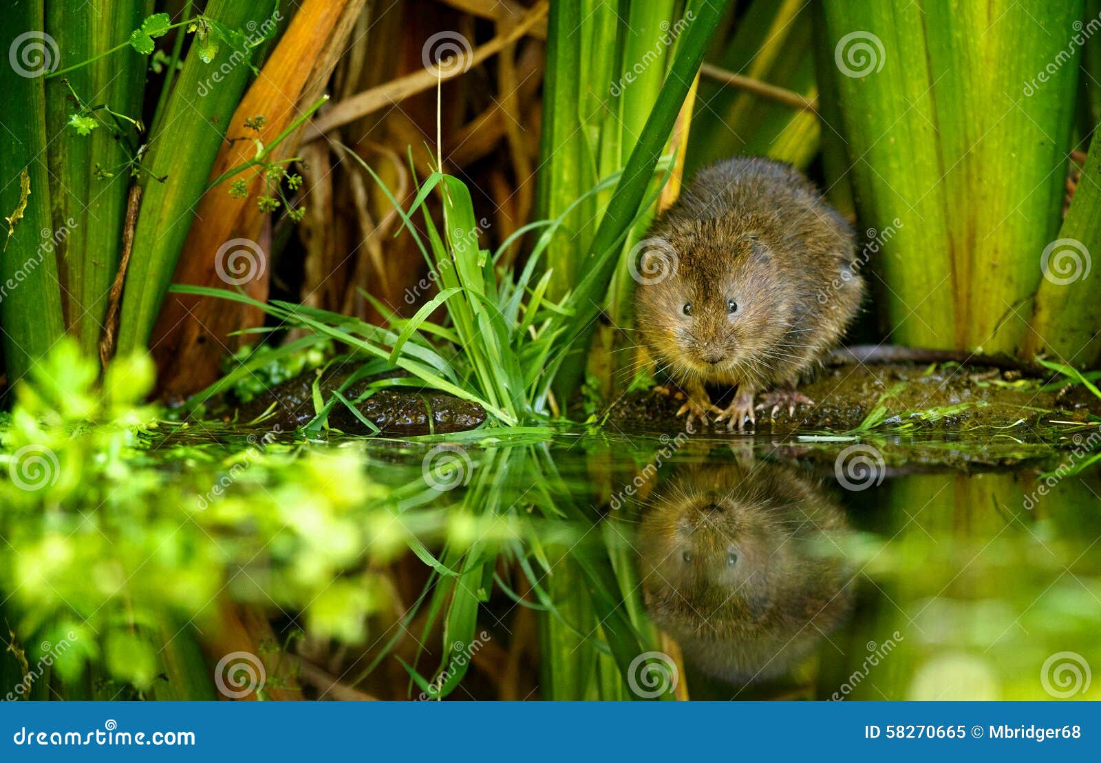 Water vole stock image. Image of arvicola, native, european 58270665
