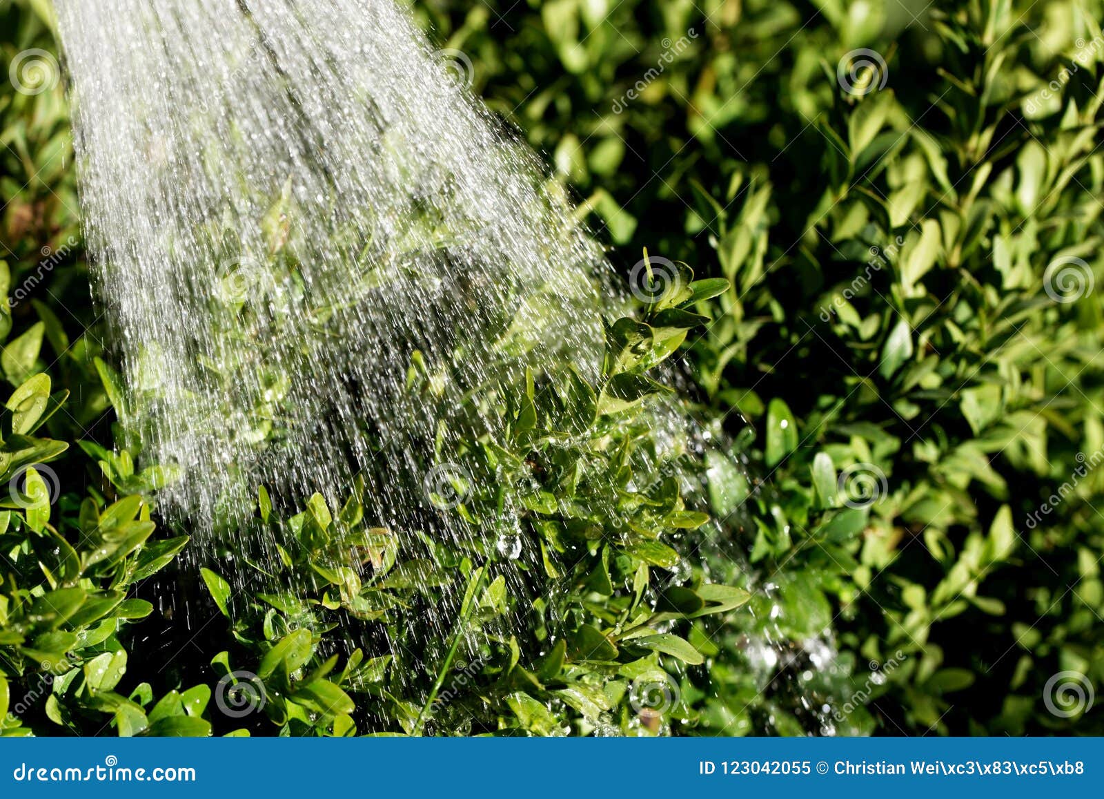 Water from a Watering Pot on Green Leaves. Stock Image Image of