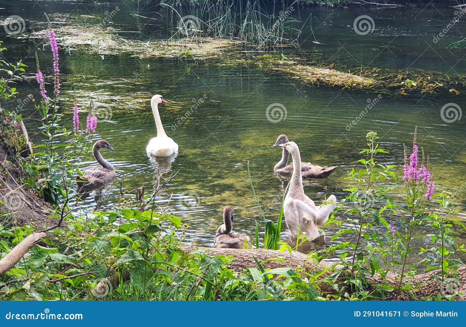 waterbird family in the river