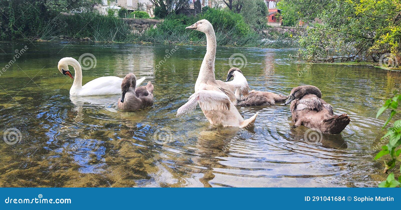 waterbird family in the river