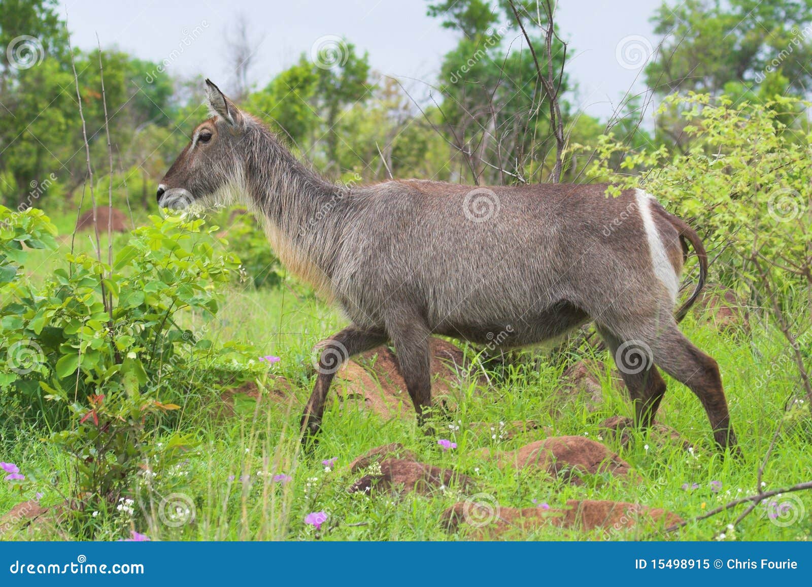 Waterbuck walking in the African bush