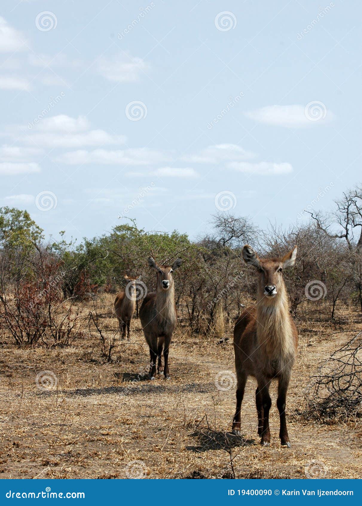 νότος σειρών εικόνων πάρκων της Αφρικής femake kruger ο εθνικός που λήφθηκε τρία ήταν waterbuck