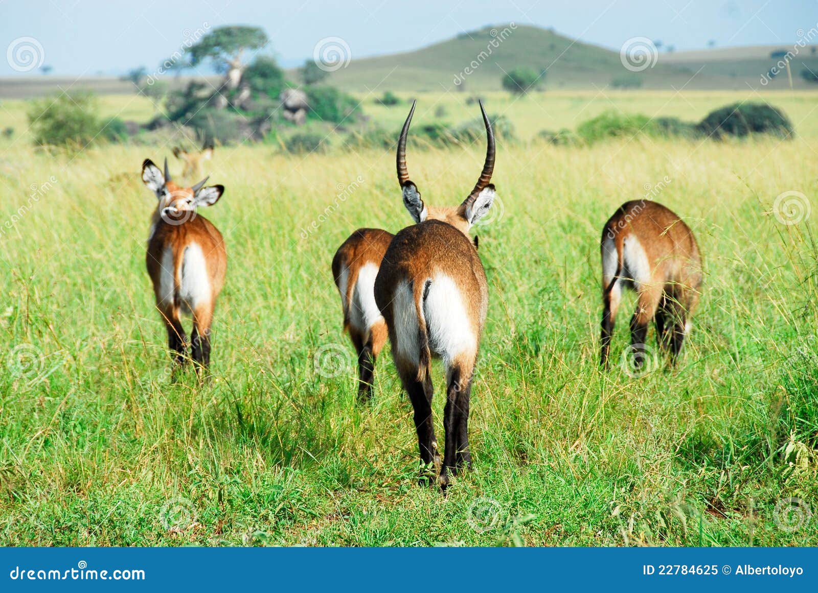waterbuck herd, kidepo valley np (uganda)