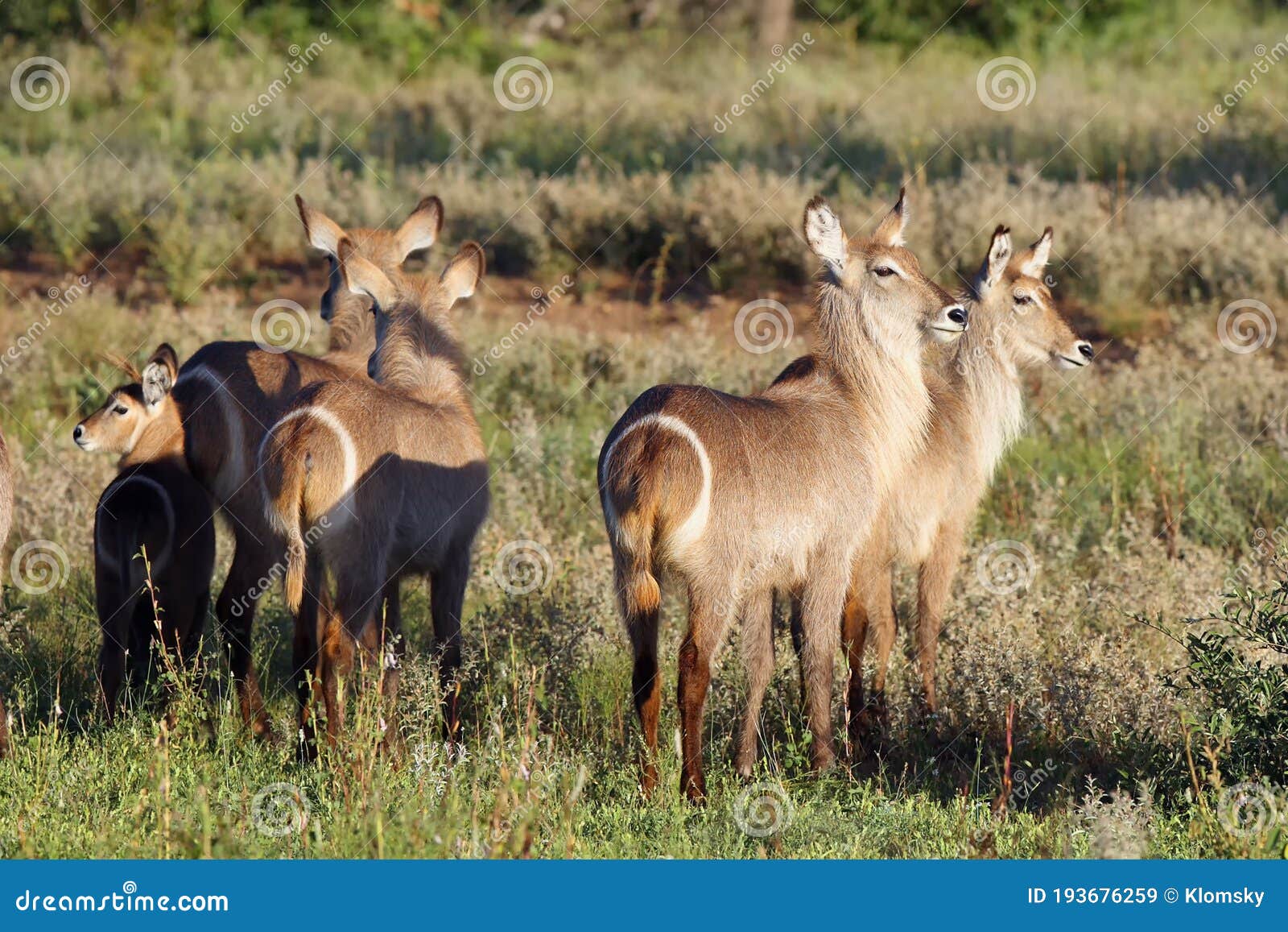 the waterbuck kobus ellipsiprymnus herd of females in savannah