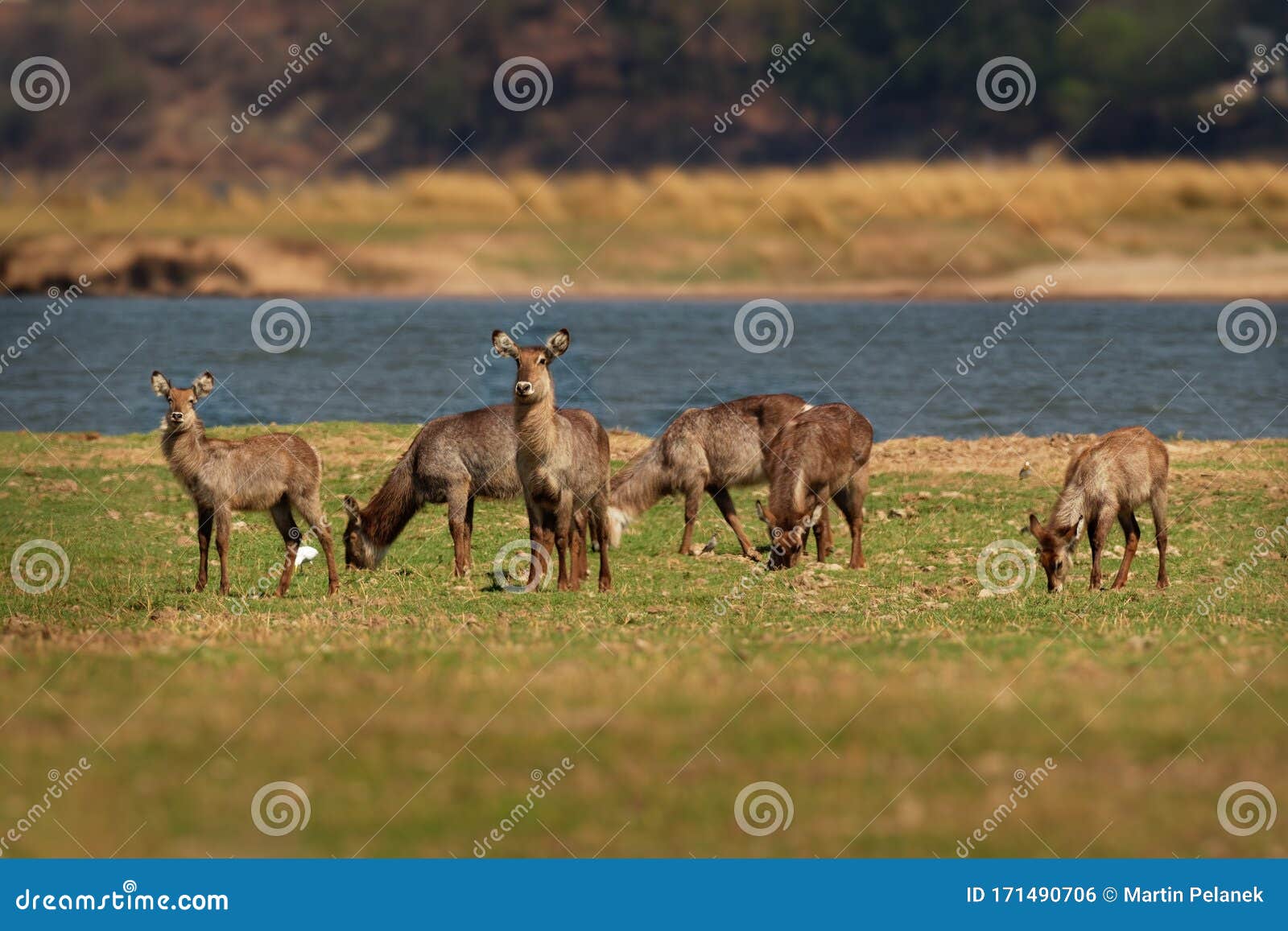 waterbuck - kobus ellipsiprymnus  large antelope found widely in sub-saharan africa. it is placed in the family bovidae. herd of