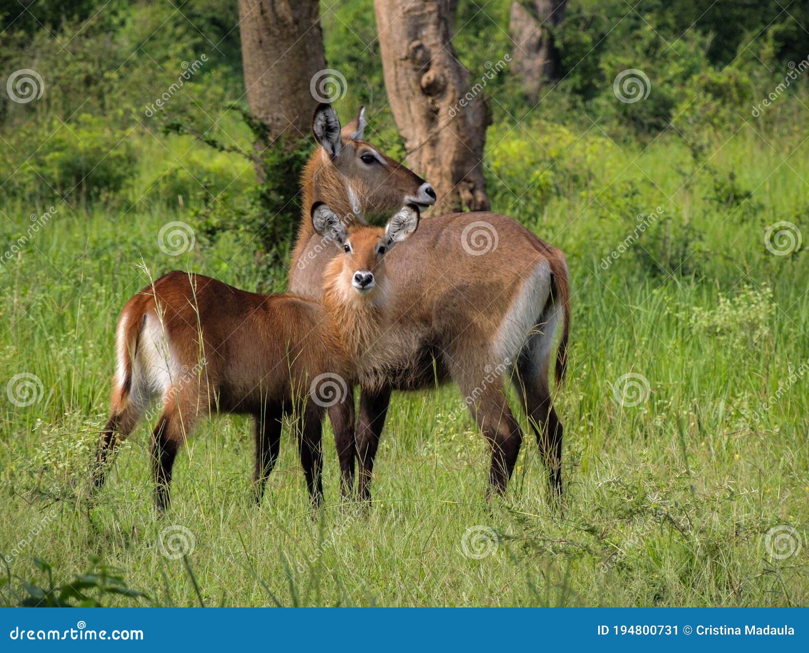 defassa waterbuck kobus ellipsiprymnus defassa or antÃÂ­lope acuÃÂ¡tico, murchison falls national park,uganda
