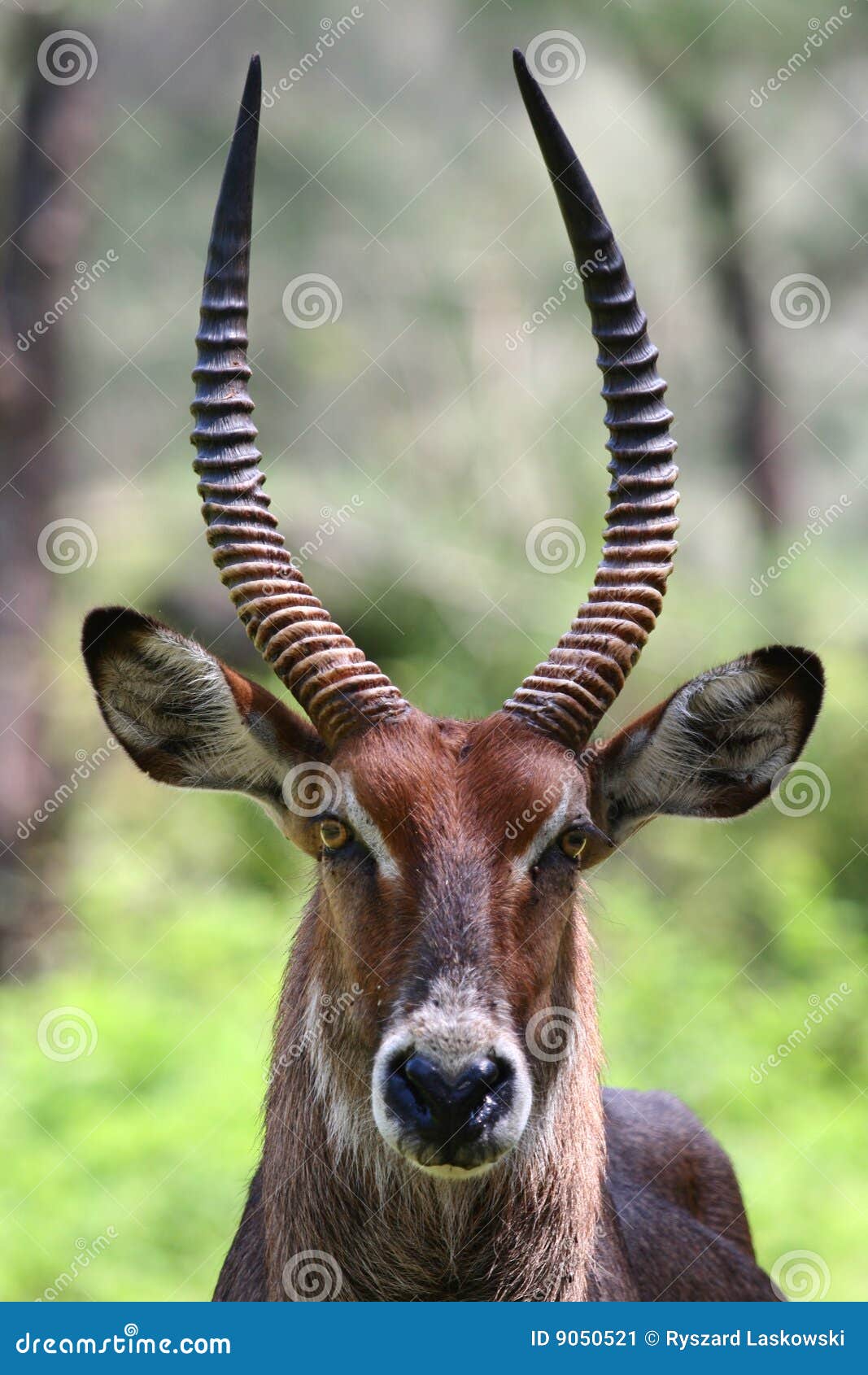 waterbuck portrait