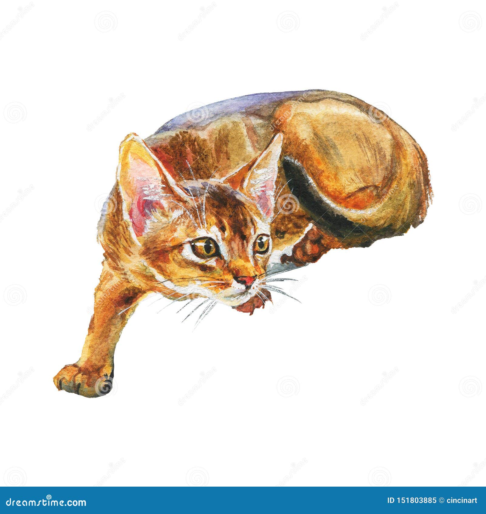 Abyssinian Cat Stock Illustrations 408 Abyssinian Cat Stock Illustrations Vectors Clipart Dreamstime