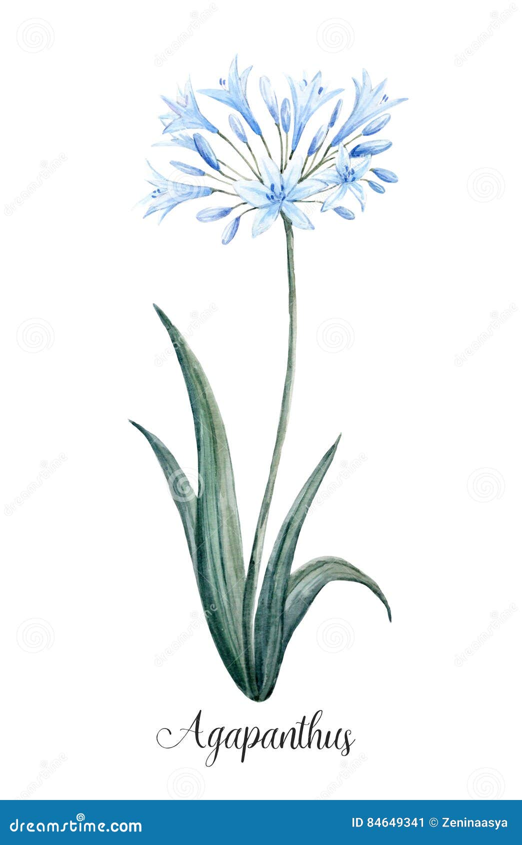 Agapanthus Cartoons, Illustrations & Vector Stock Images - 405 Pictures ...