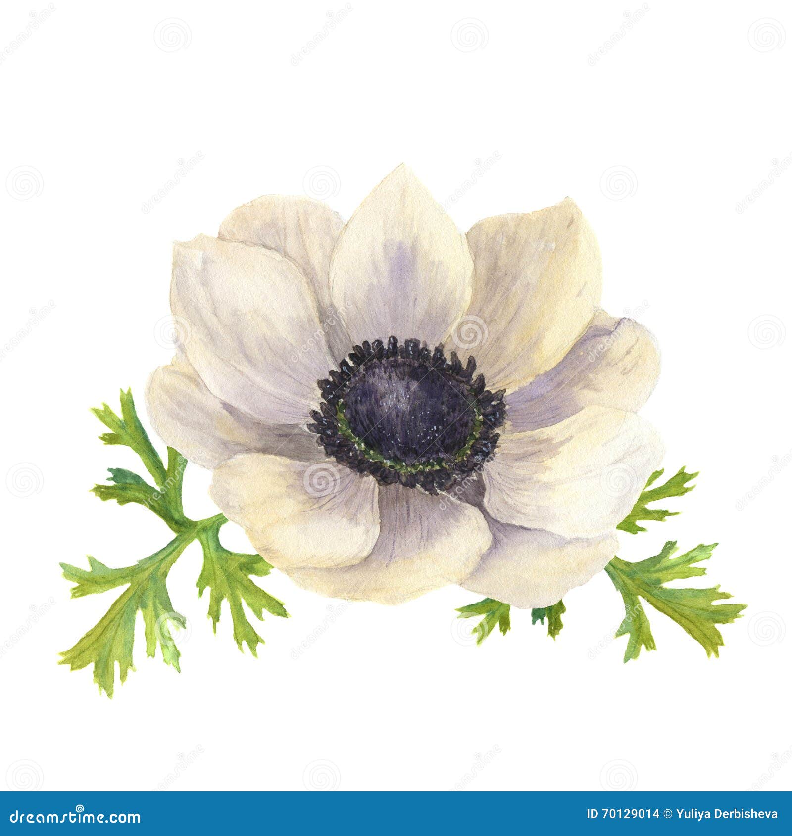 Watercolor Anemone Flower With Leaves.Hand Drawn Floral Illustration ...