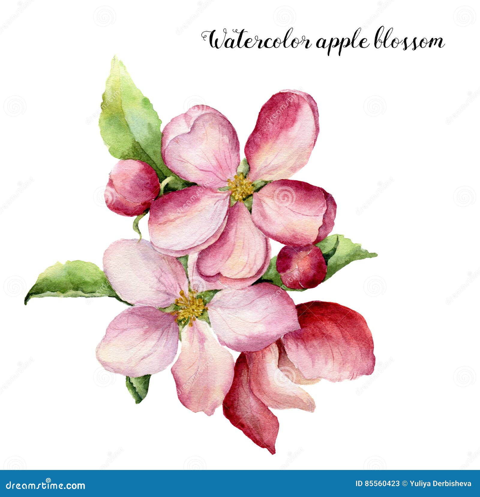 watercolor apple blossom. hand painted floral botanical   on white background. pink flower for