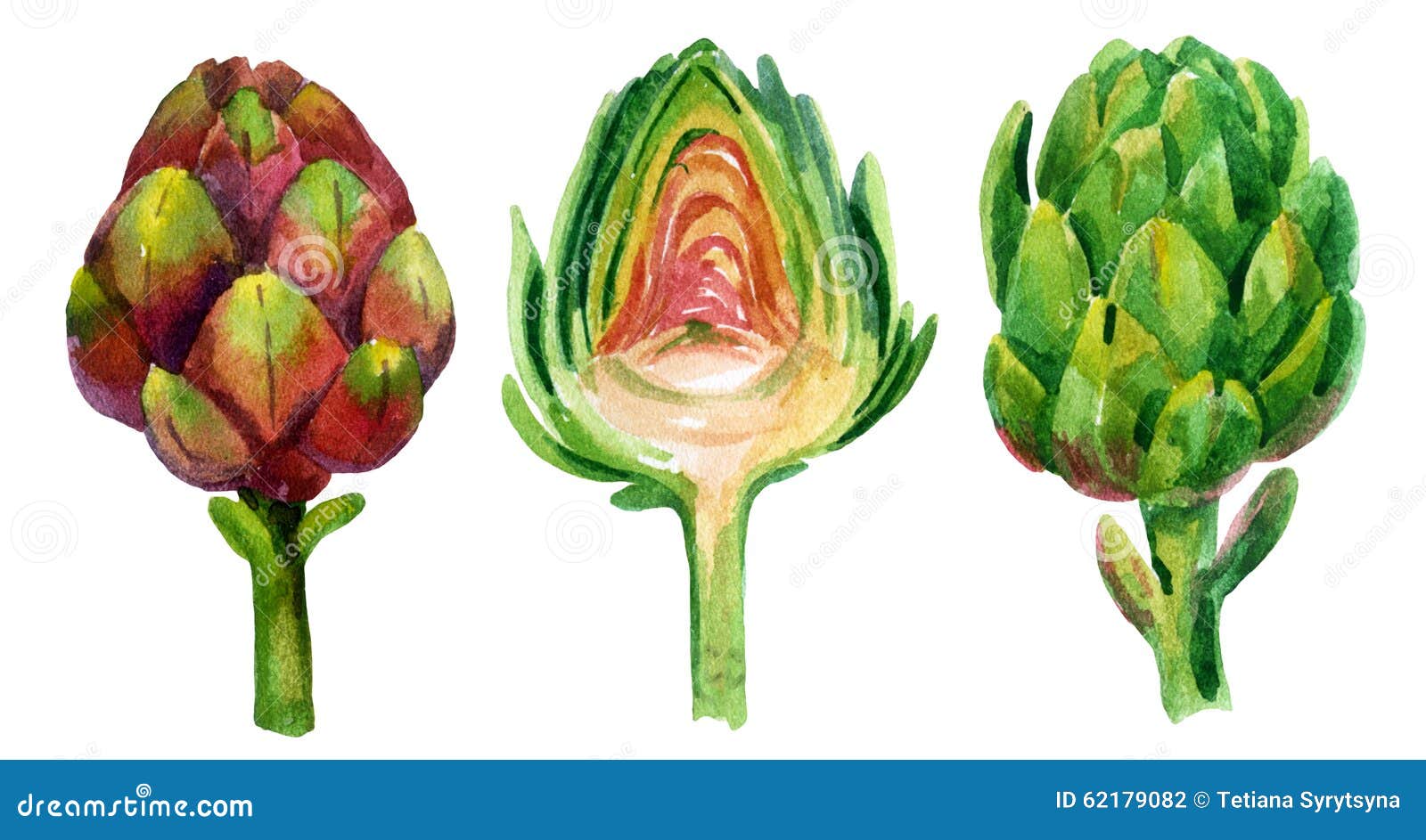 Watercolor artichoke stock illustration. Illustration of fresh 62179082