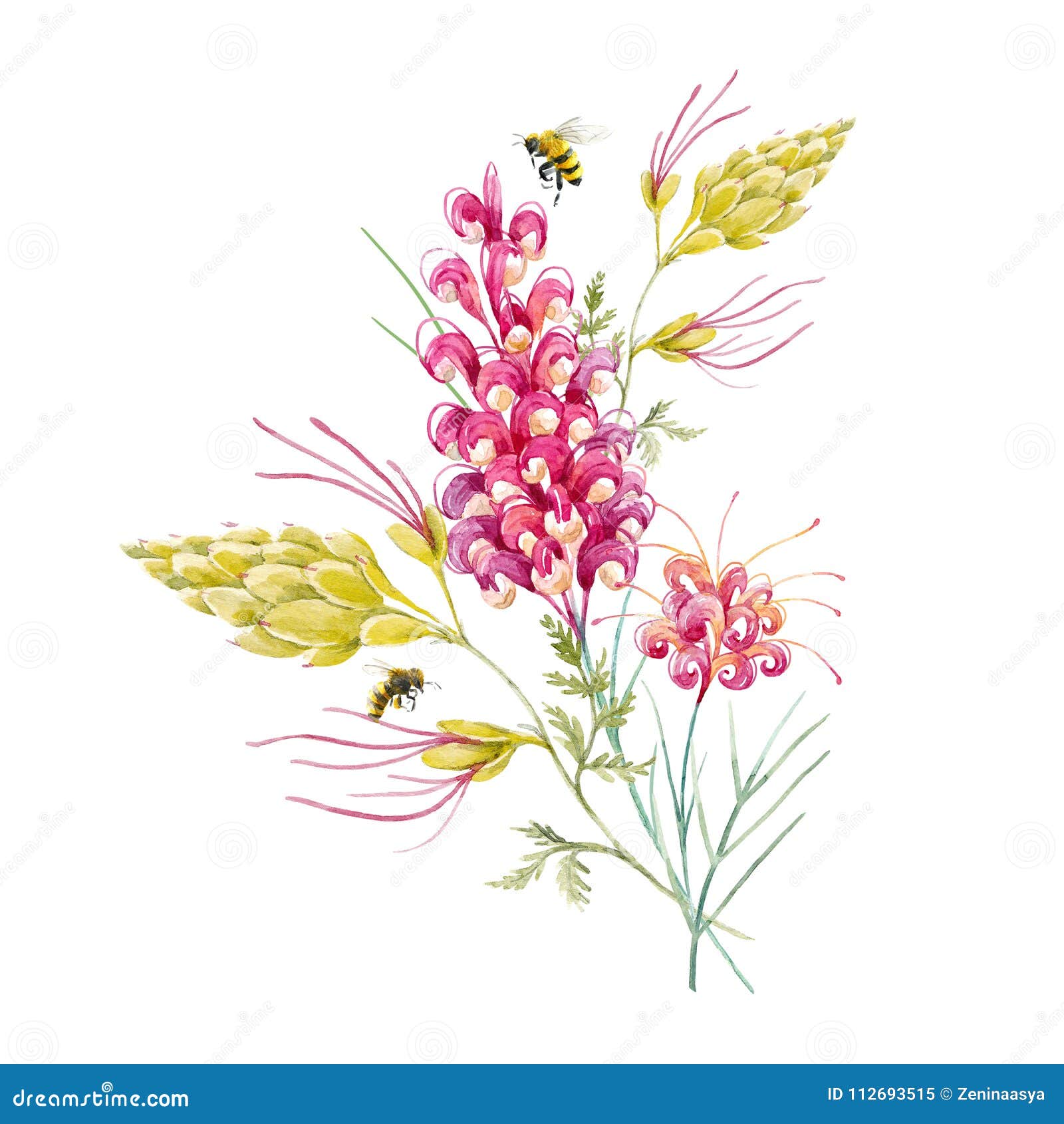 watercolor australian grevillea flower