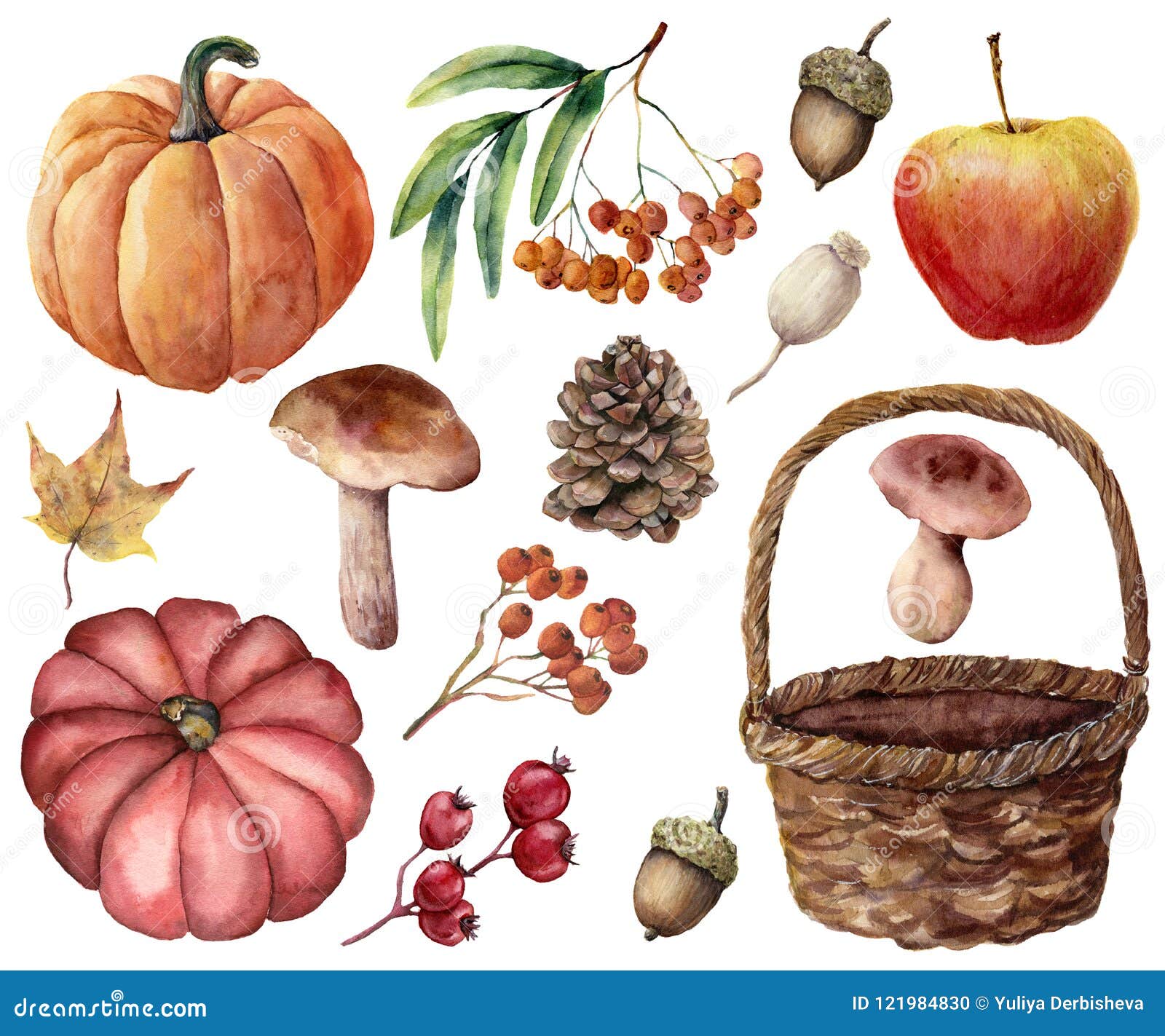 watercolor autumn harvest bright set. hand painted pumpkins, leaves, mushrooms, rowan, apple, cone, acorn, woven basket