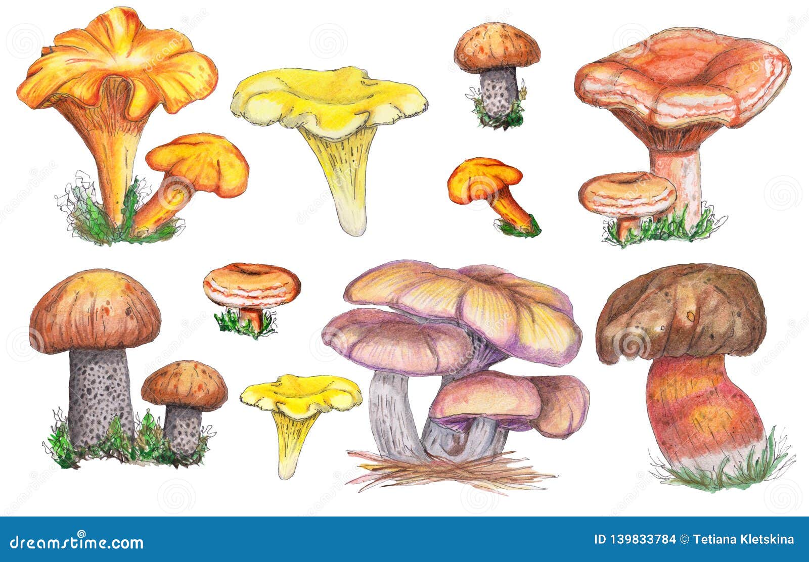 Watercolor Autumn Set of Mushrooms Stock Illustration - Illustration of ...