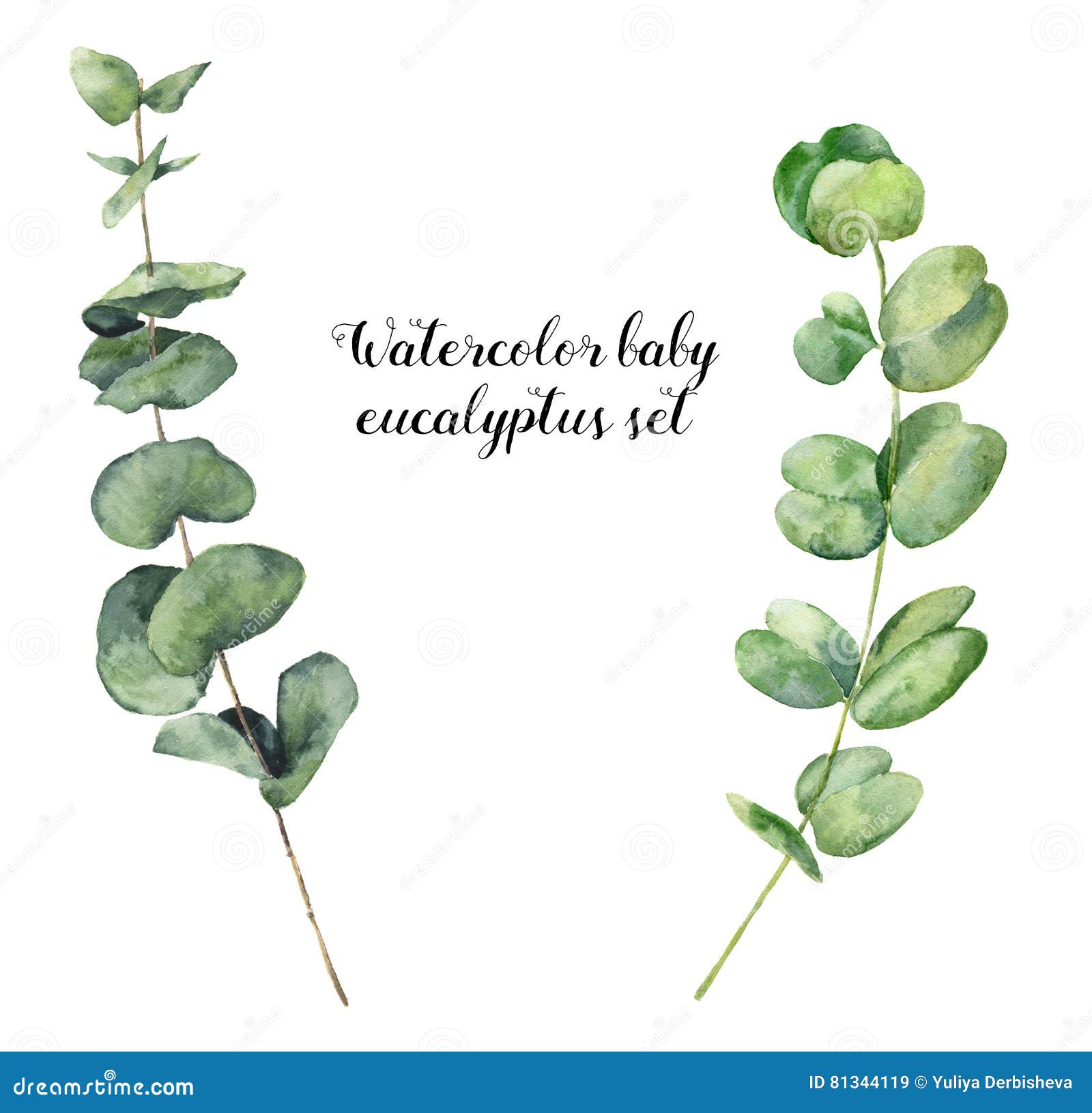 clip art eucalyptus leaves - photo #32