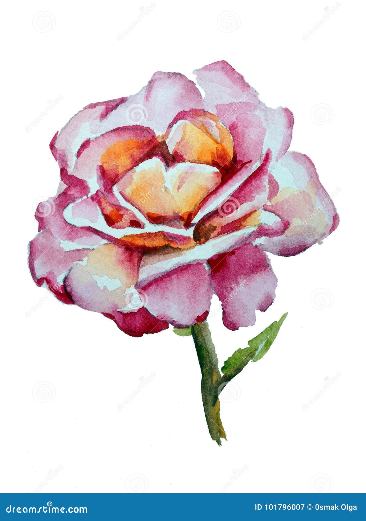 Watercolor Art Background Colorful Flower Rose Stock Illustration ...