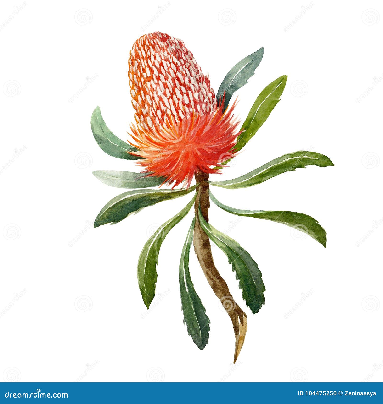watercolor banksia flower